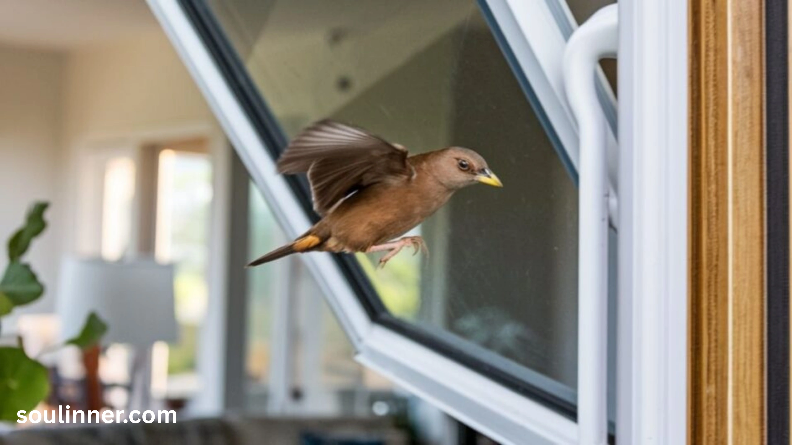  Spiritual Meaning of Birds Flying Into Your House