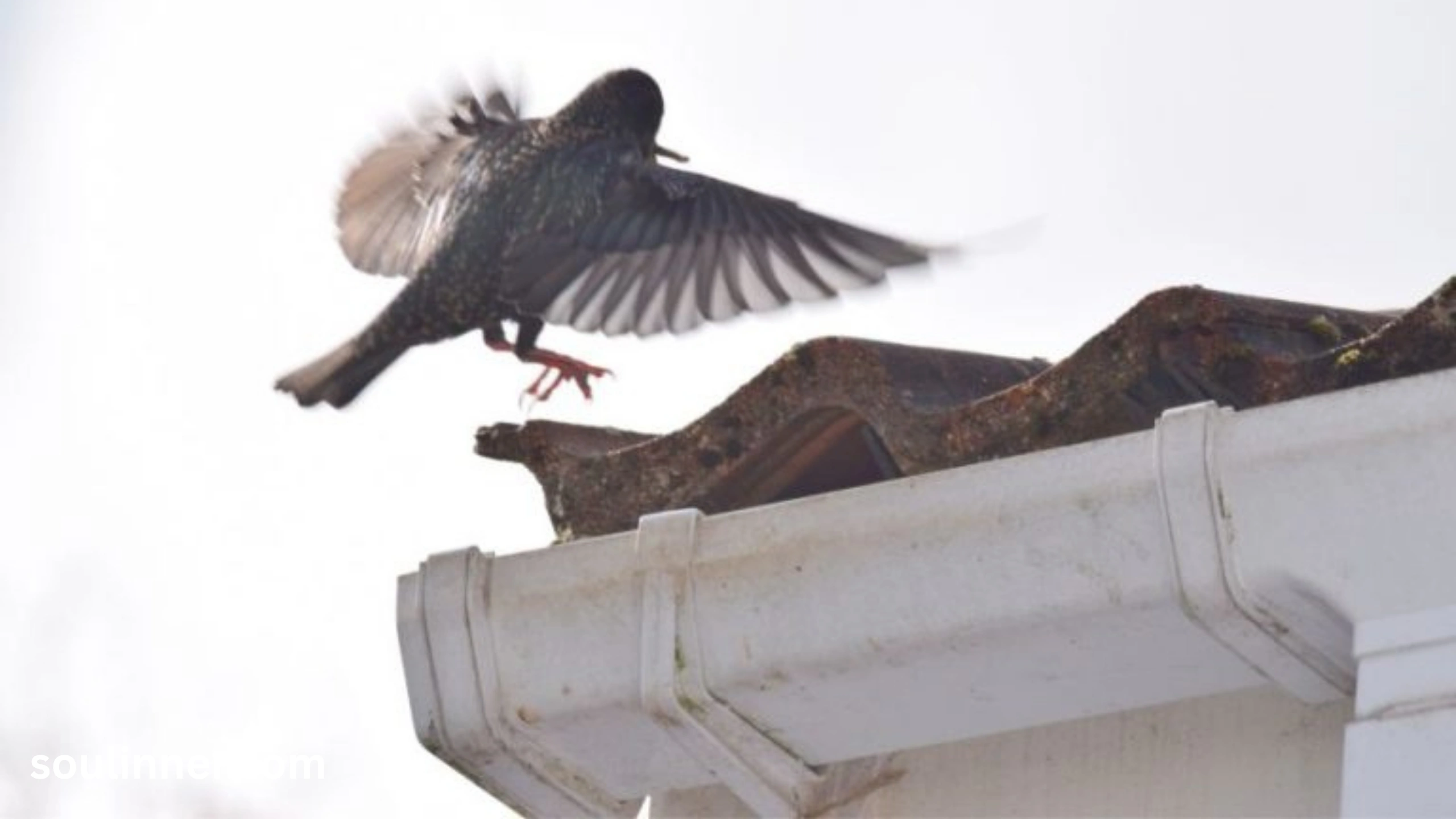  Spiritual Meaning of Birds Flying Into Your House