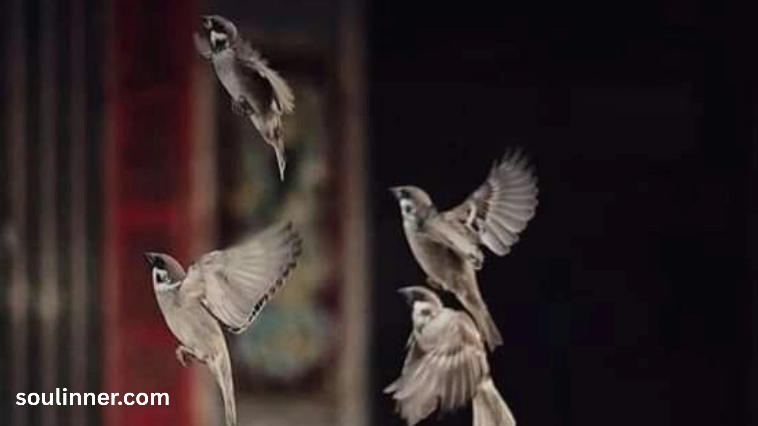  Spiritual Meaning of Birds Flying Into Your House