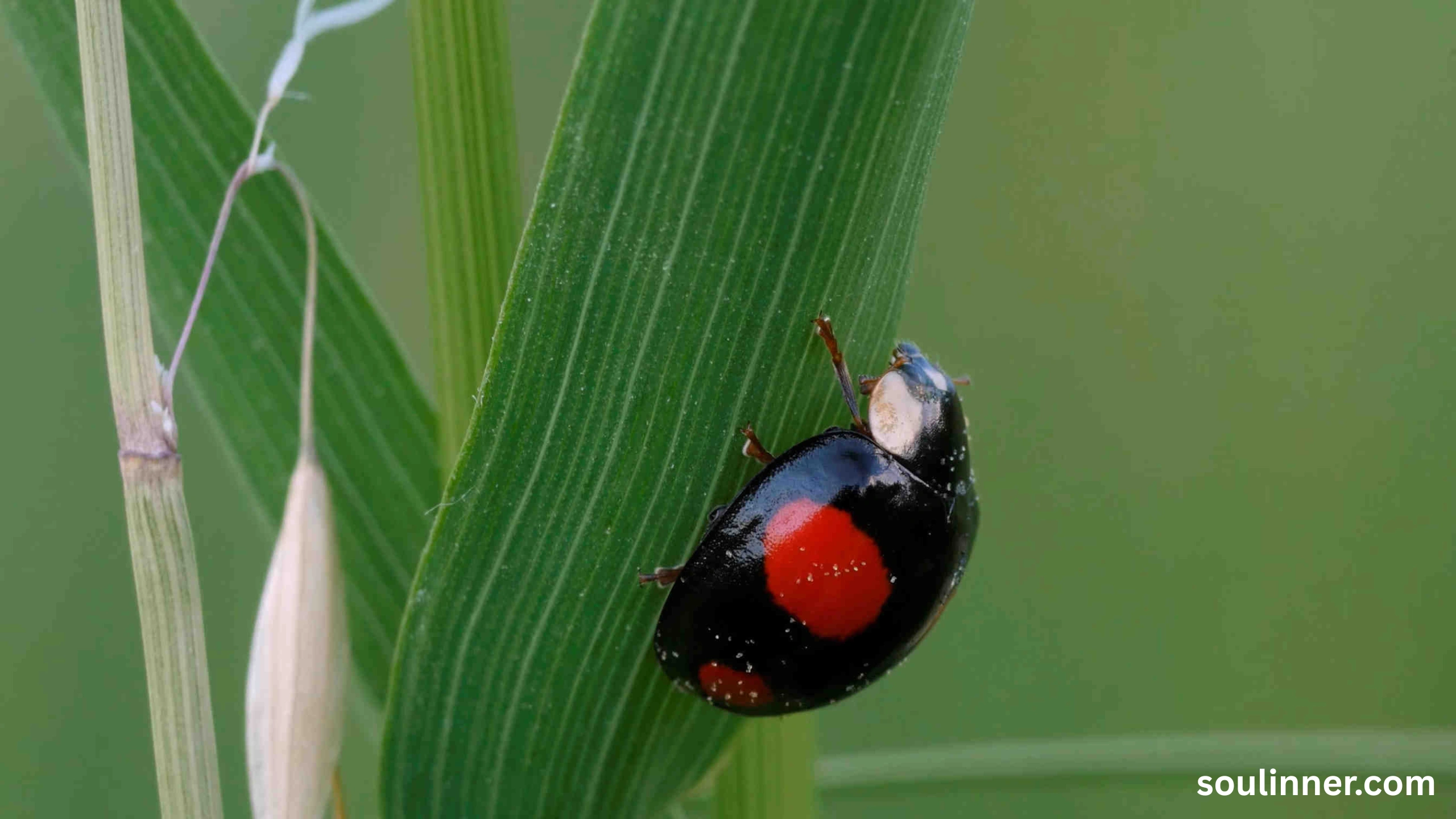 Spiritual Meaning of Black Ladybug 