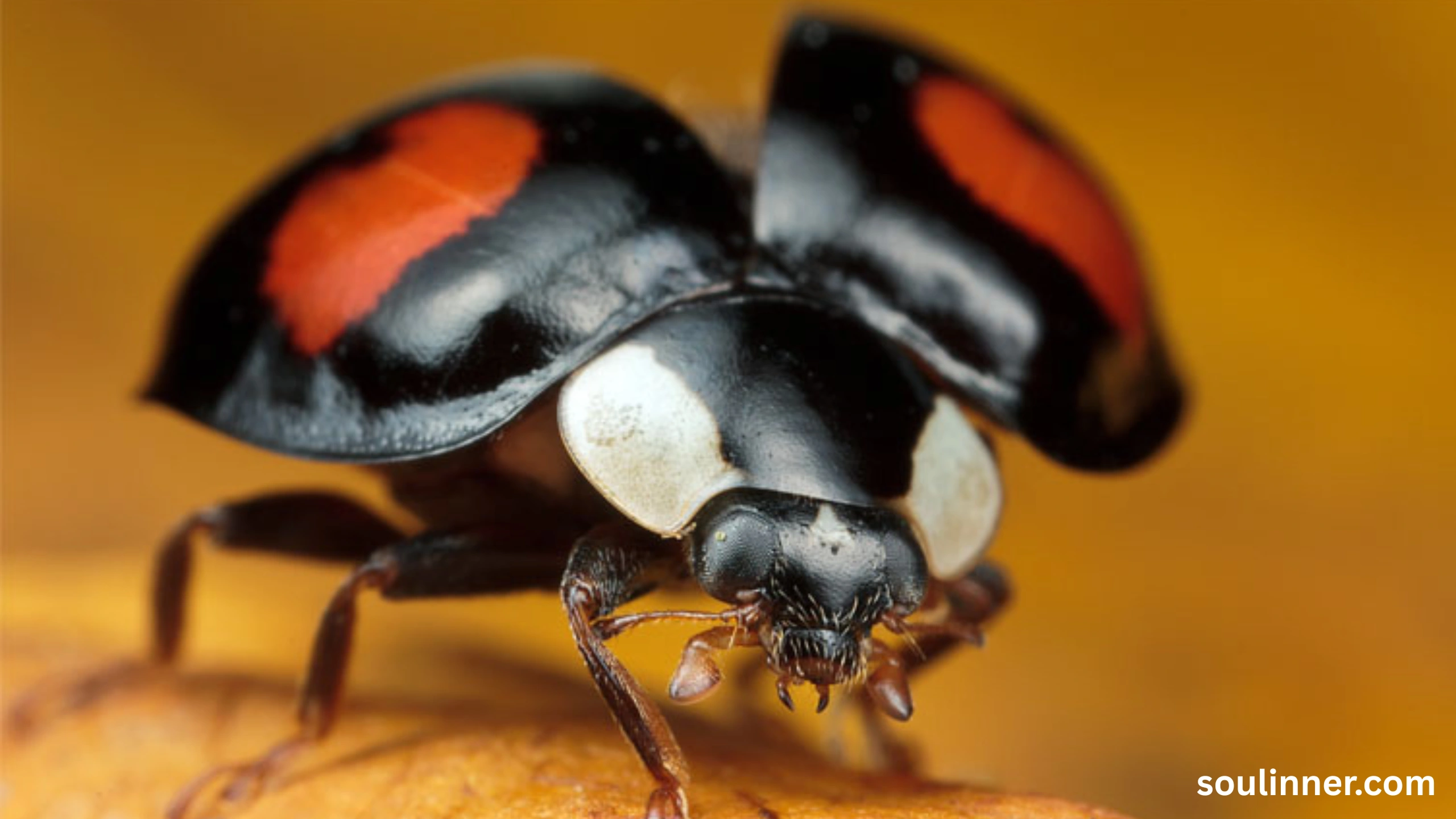 Spiritual Meaning of Black Ladybug