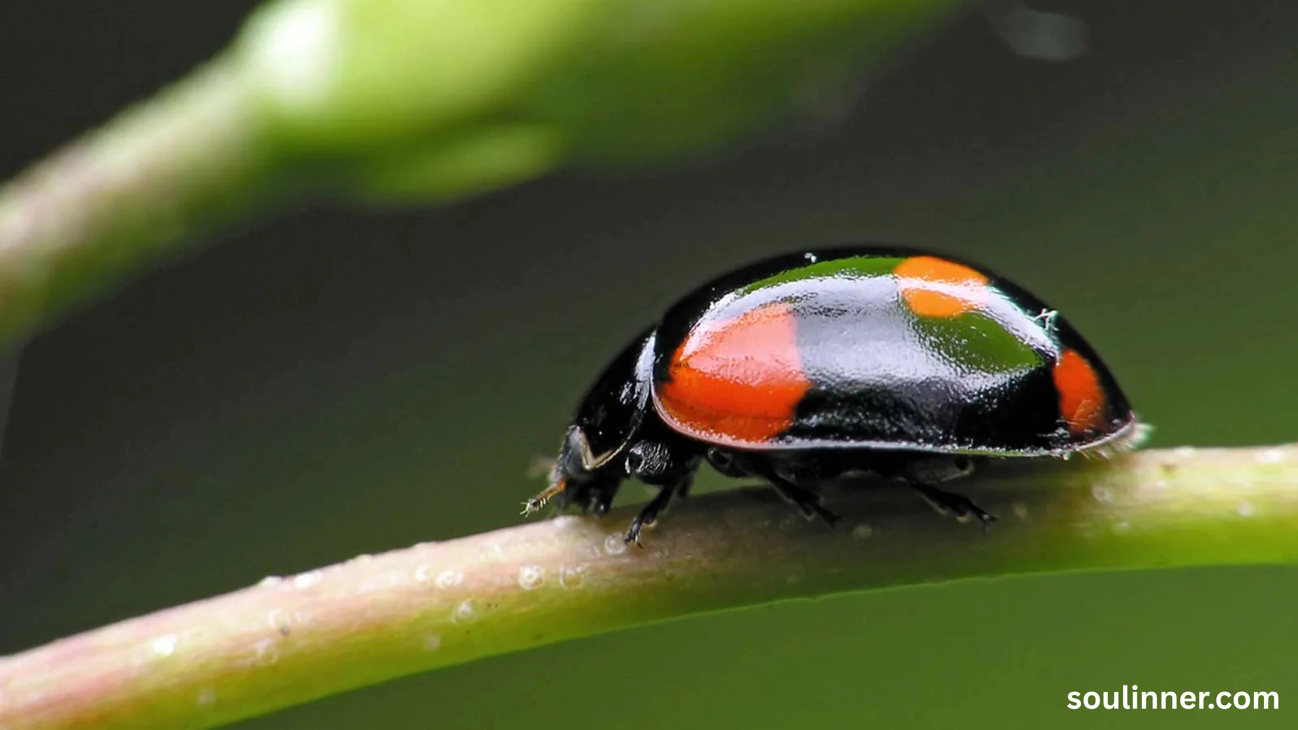 Spiritual Meaning of Black Ladybug