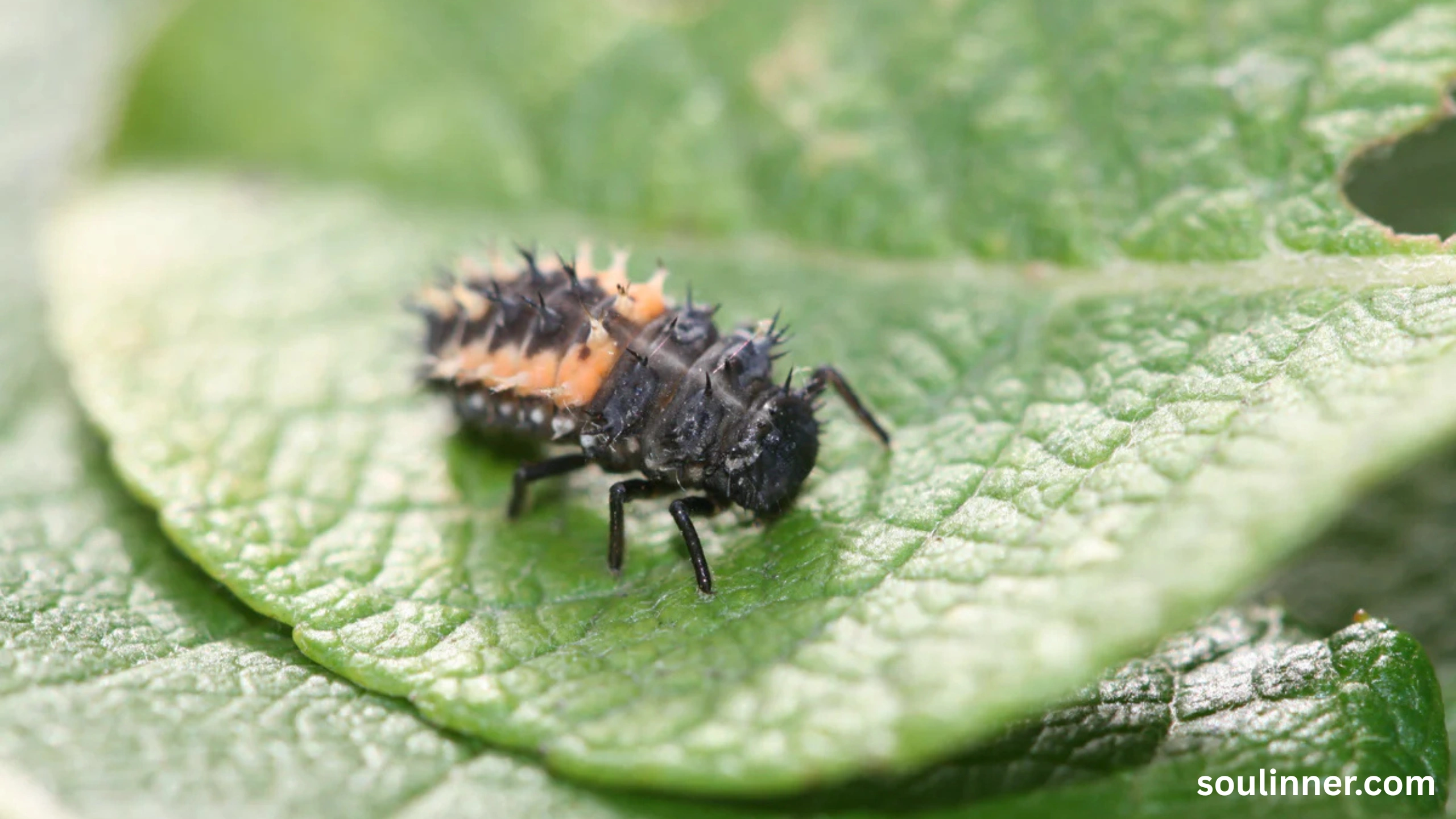 Spiritual Meaning of Black Ladybug 