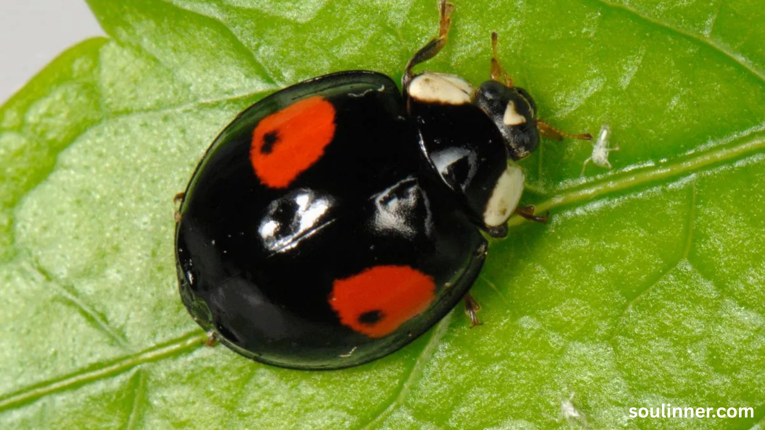 Spiritual Meaning of Black Ladybug