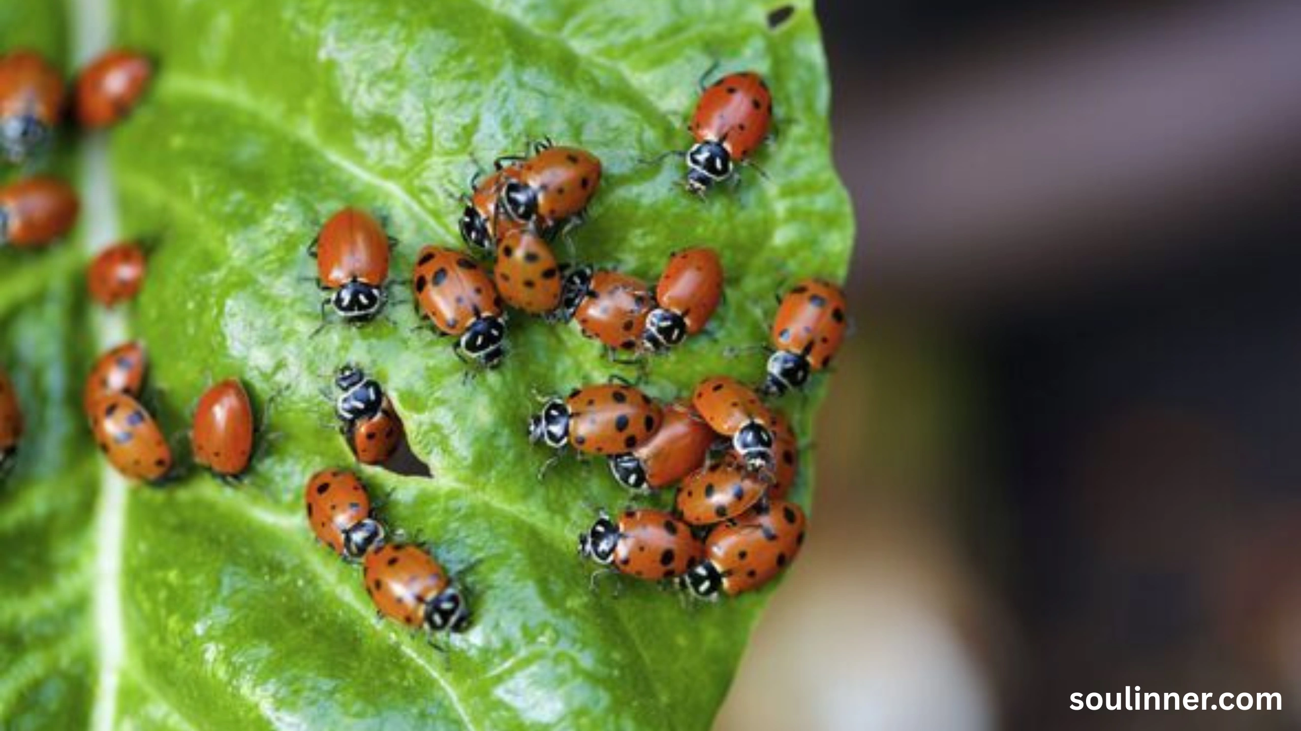 Spiritual Meaning of Black Ladybug 