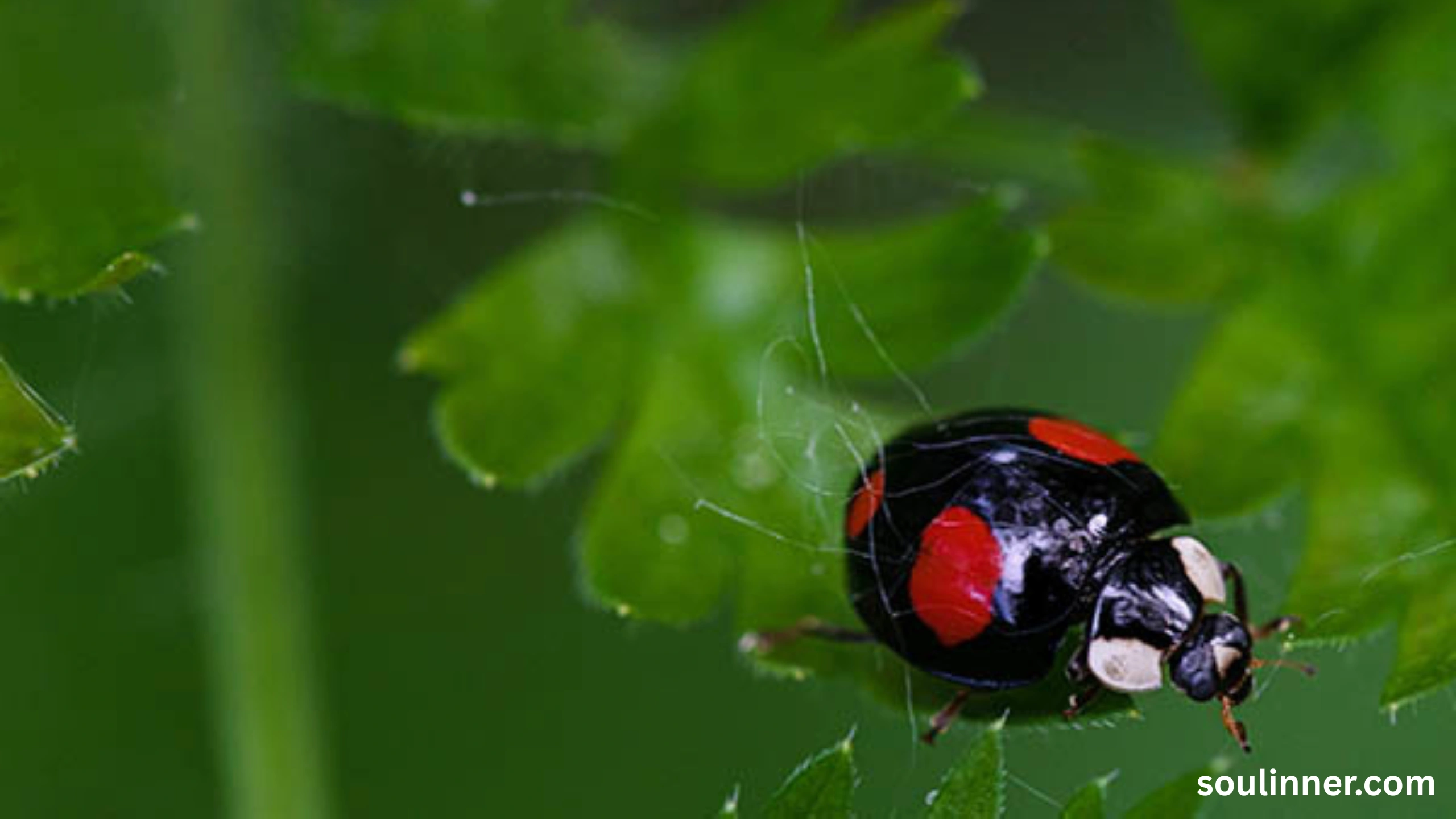Spiritual Meaning of Black Ladybug