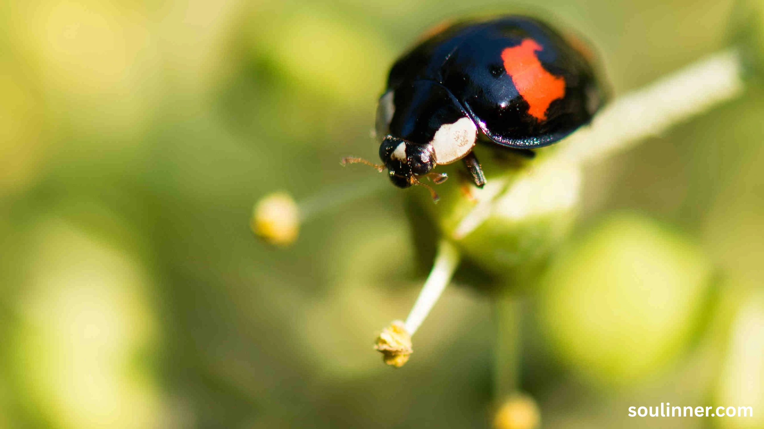 Spiritual Meaning of Black Ladybug