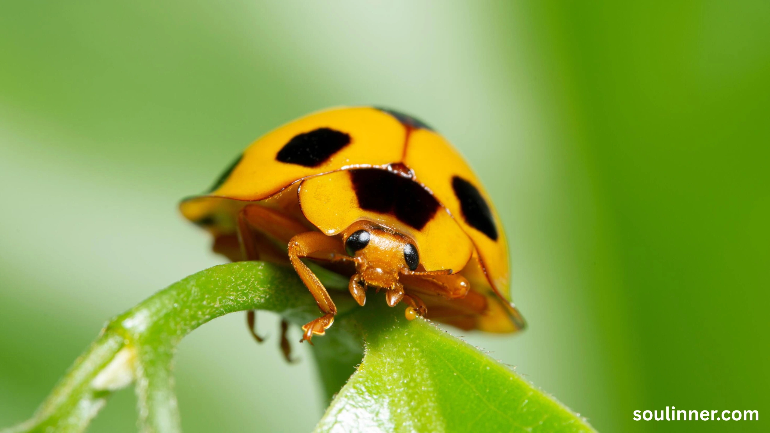 Spiritual Meaning of Black Ladybug