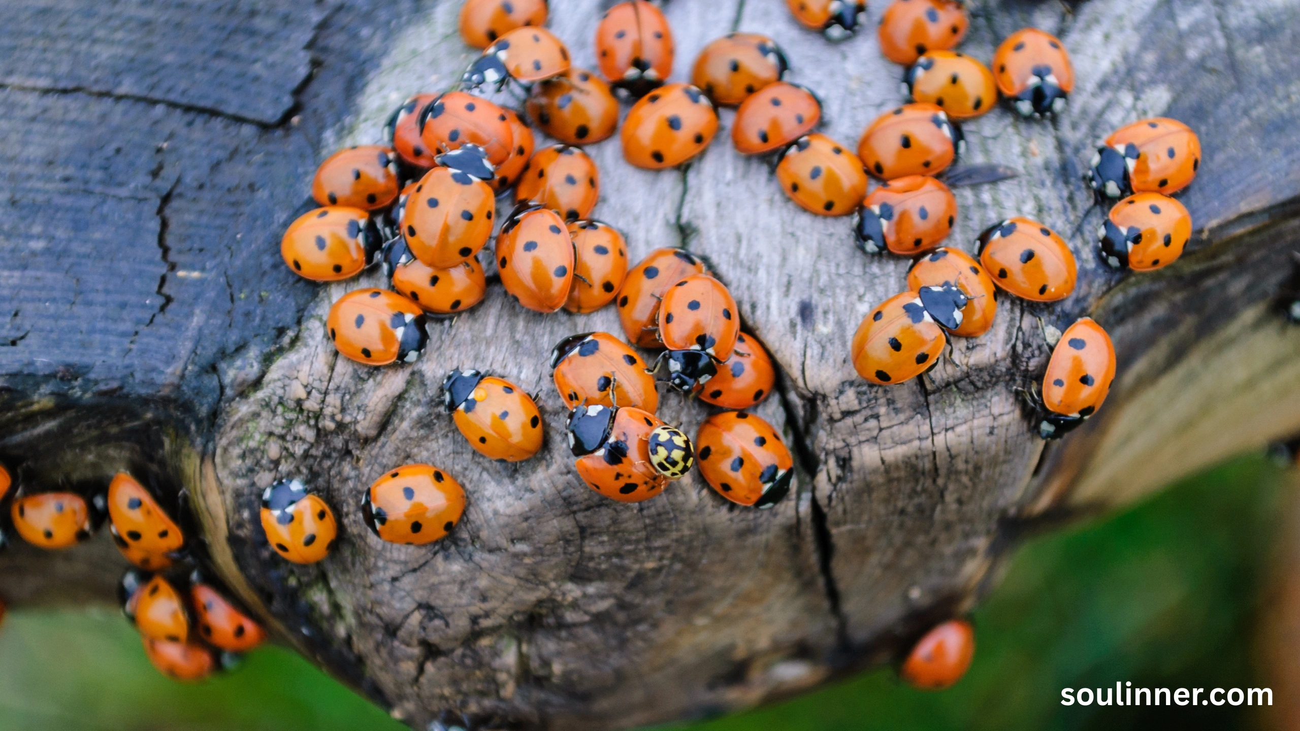 Spiritual Meaning of Black Ladybug