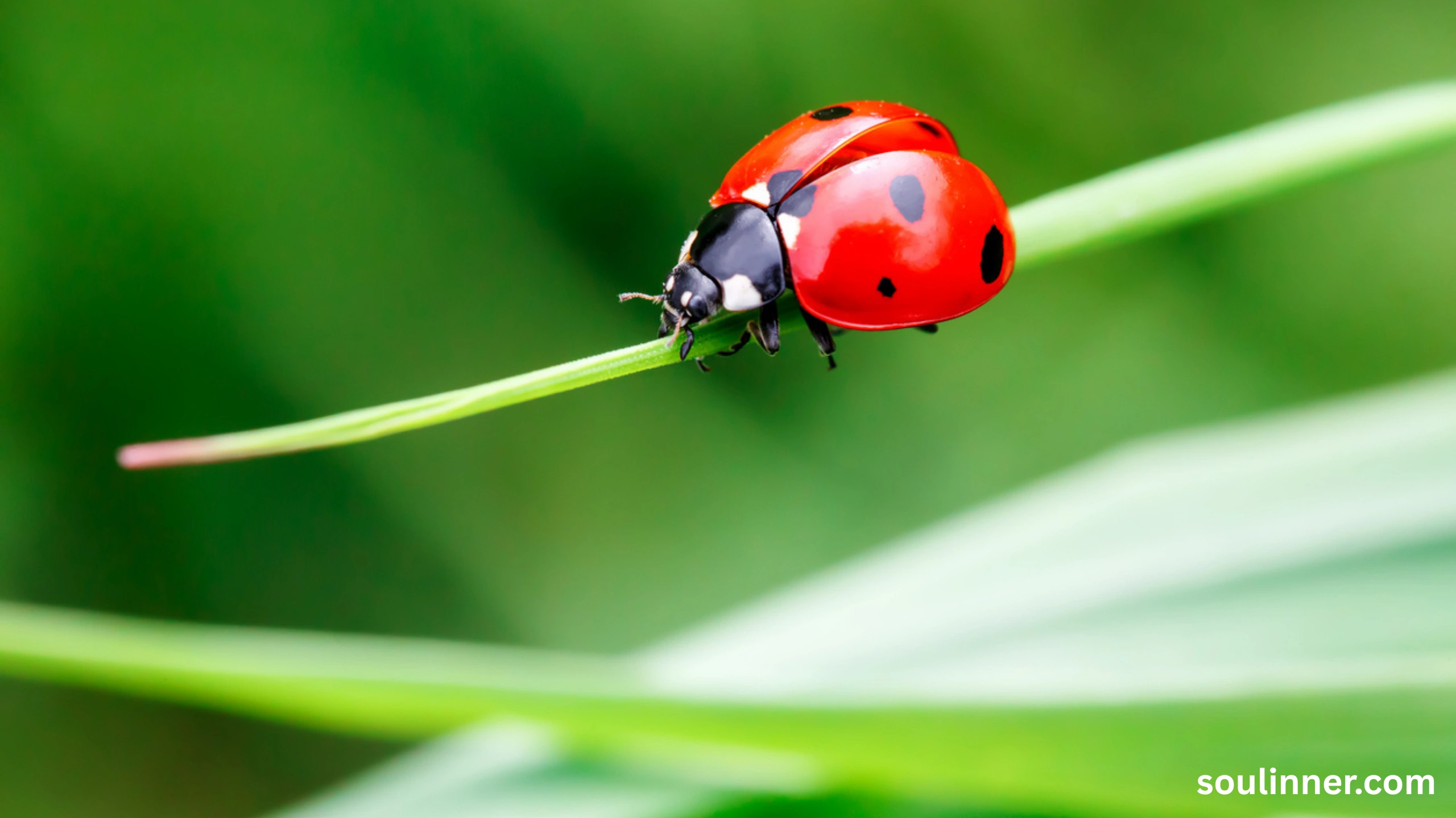 Spiritual Meaning of Black Ladybug 