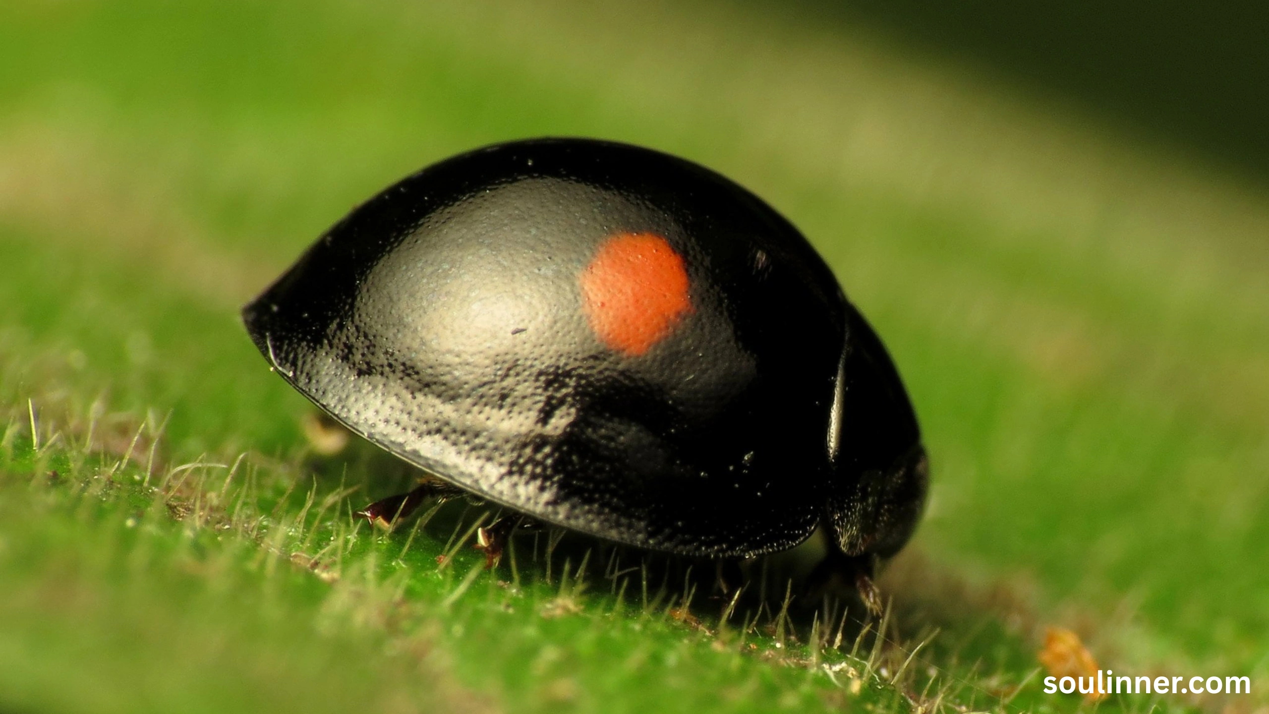 Spiritual Meaning of Black Ladybug