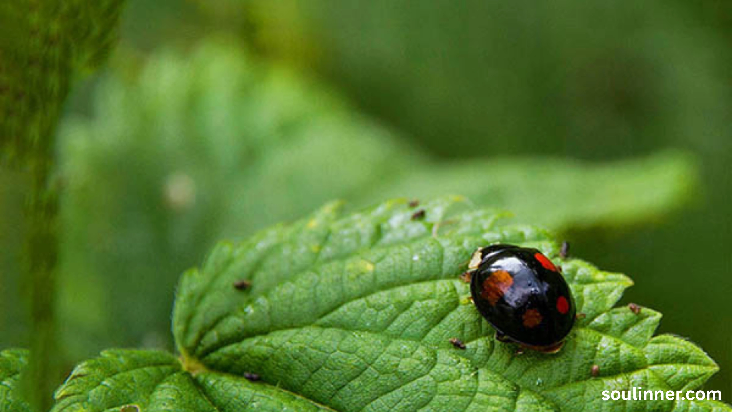 Spiritual Meaning of Black Ladybug