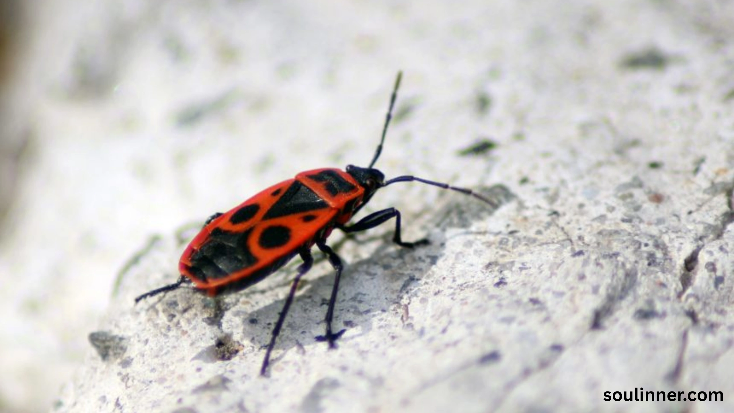 Spiritual Meaning of Black Ladybug