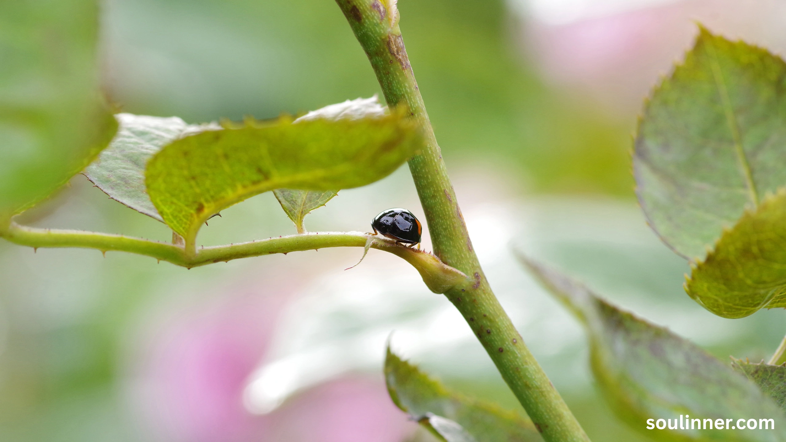 Spiritual Meaning of Black Ladybug 