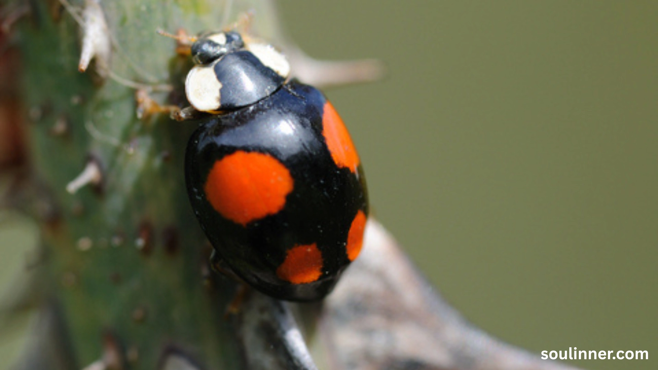 Spiritual Meaning of Black Ladybug