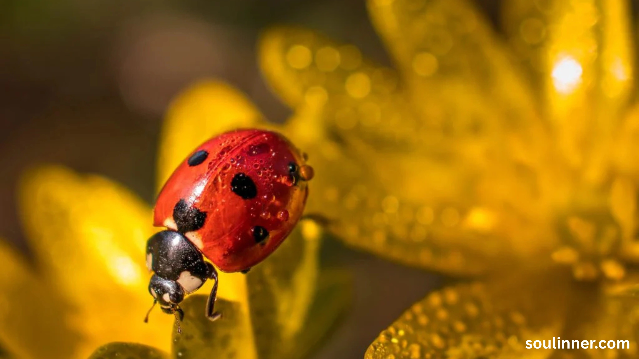 Spiritual Meaning of Black Ladybug 