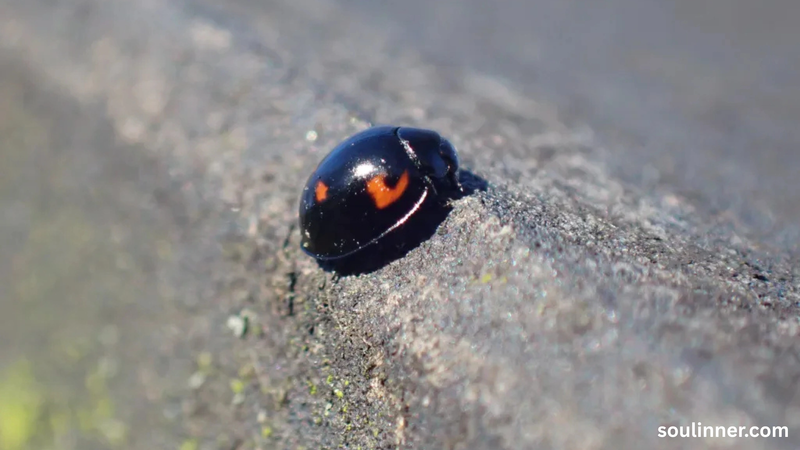 Spiritual Meaning of Black Ladybug