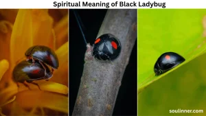 Spiritual Meaning of Black Ladybug