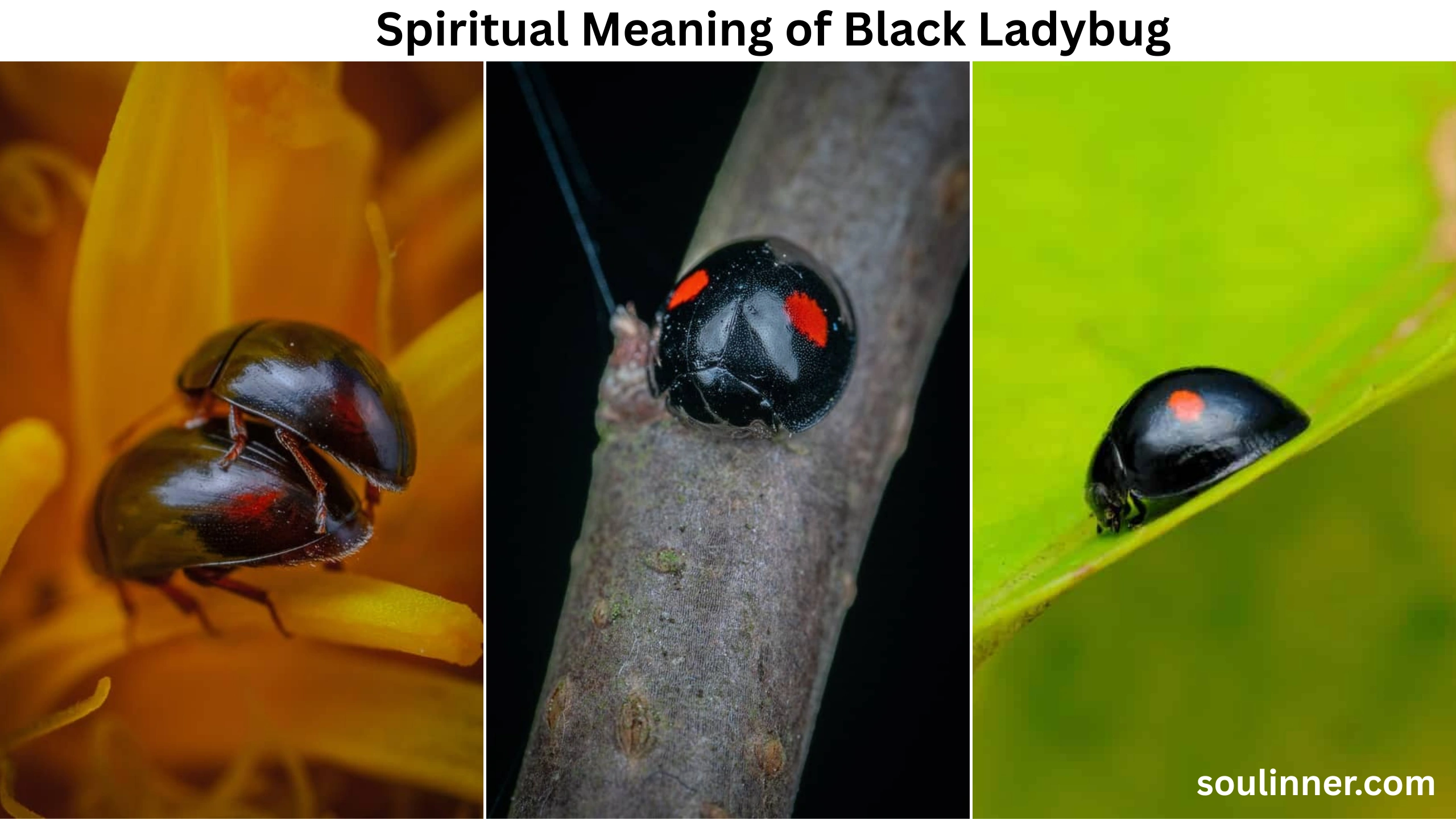 Spiritual Meaning of Black Ladybug