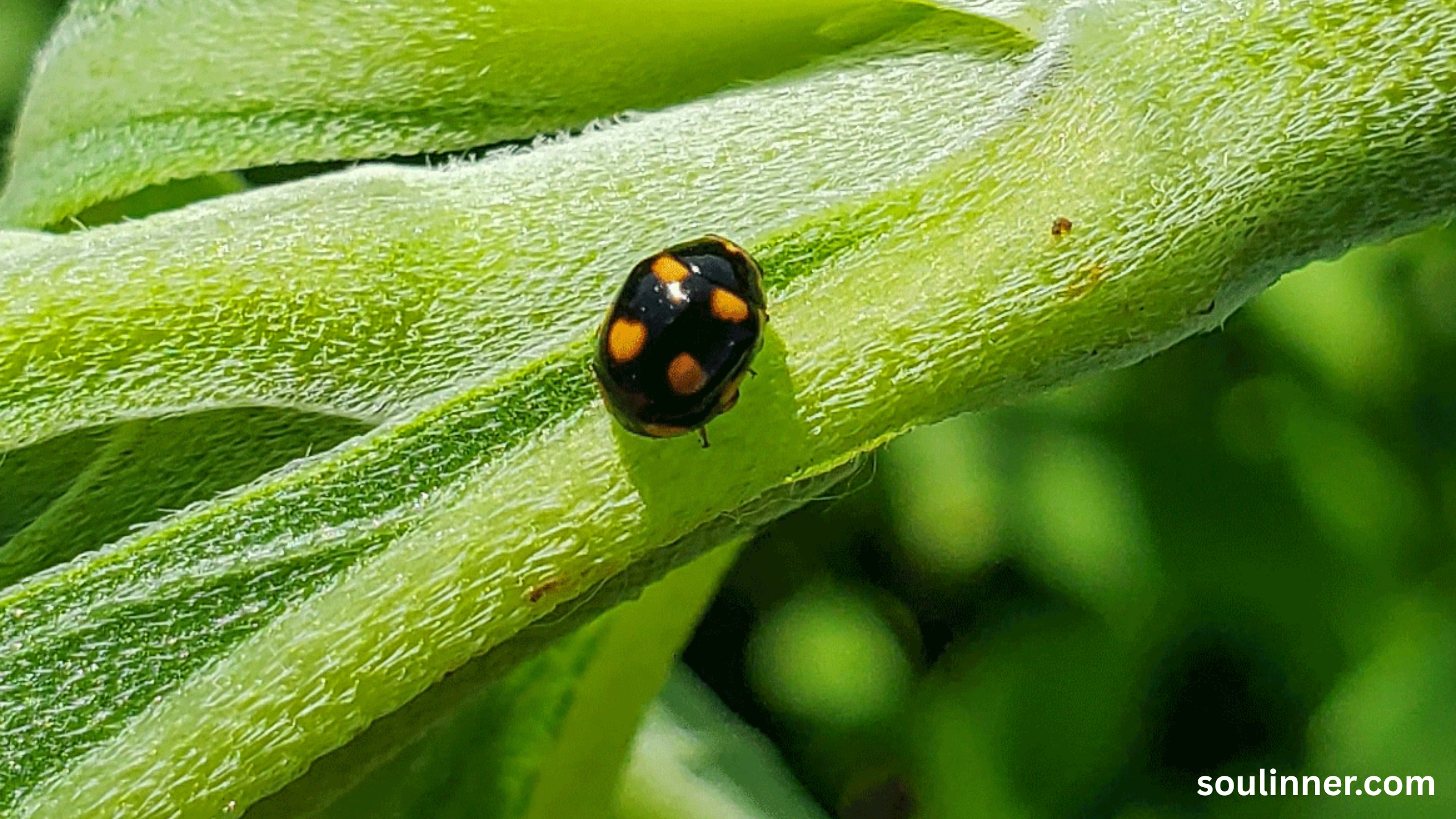 Spiritual Meaning of Black Ladybug