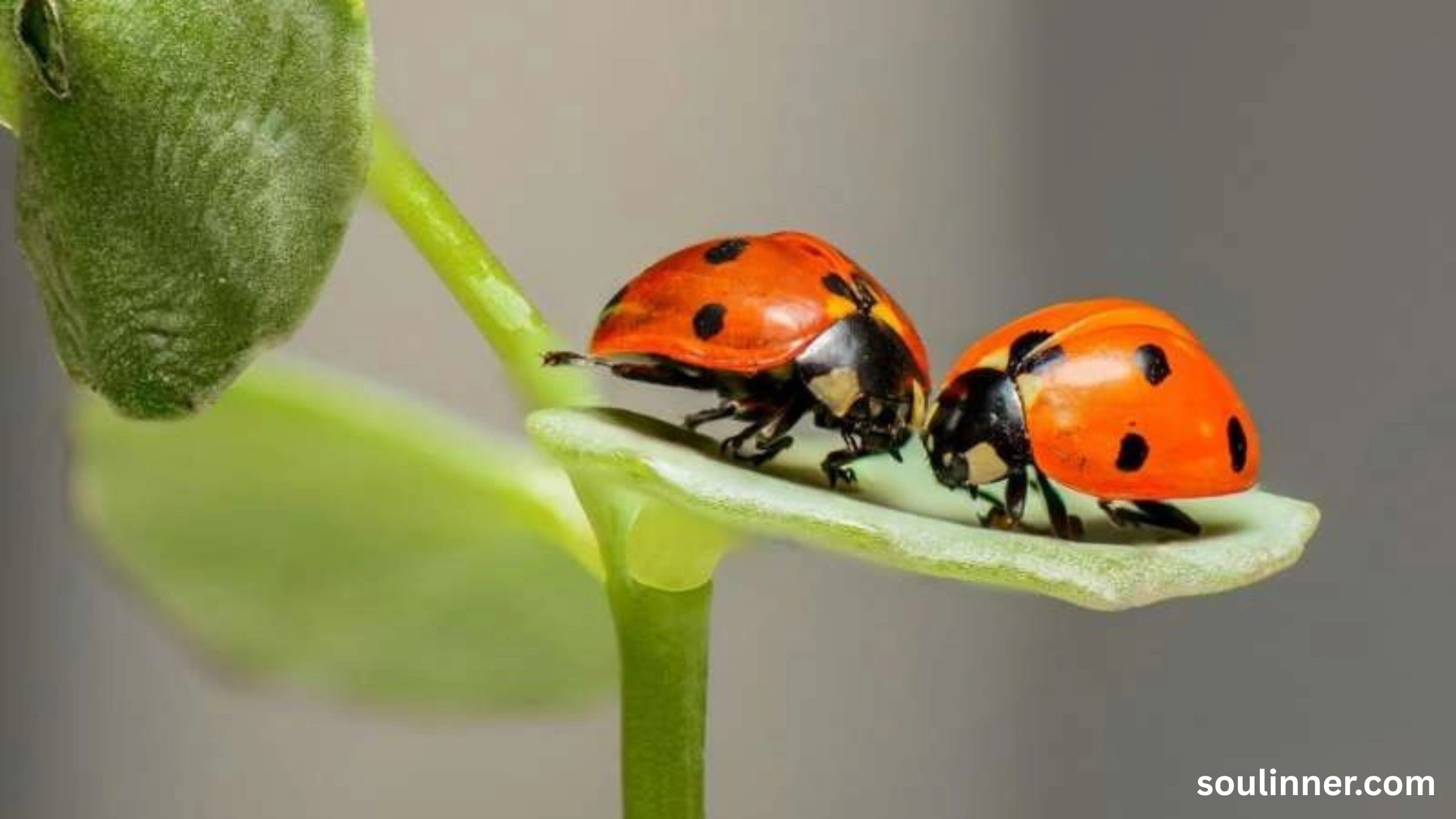 Spiritual Meaning of Black Ladybug 