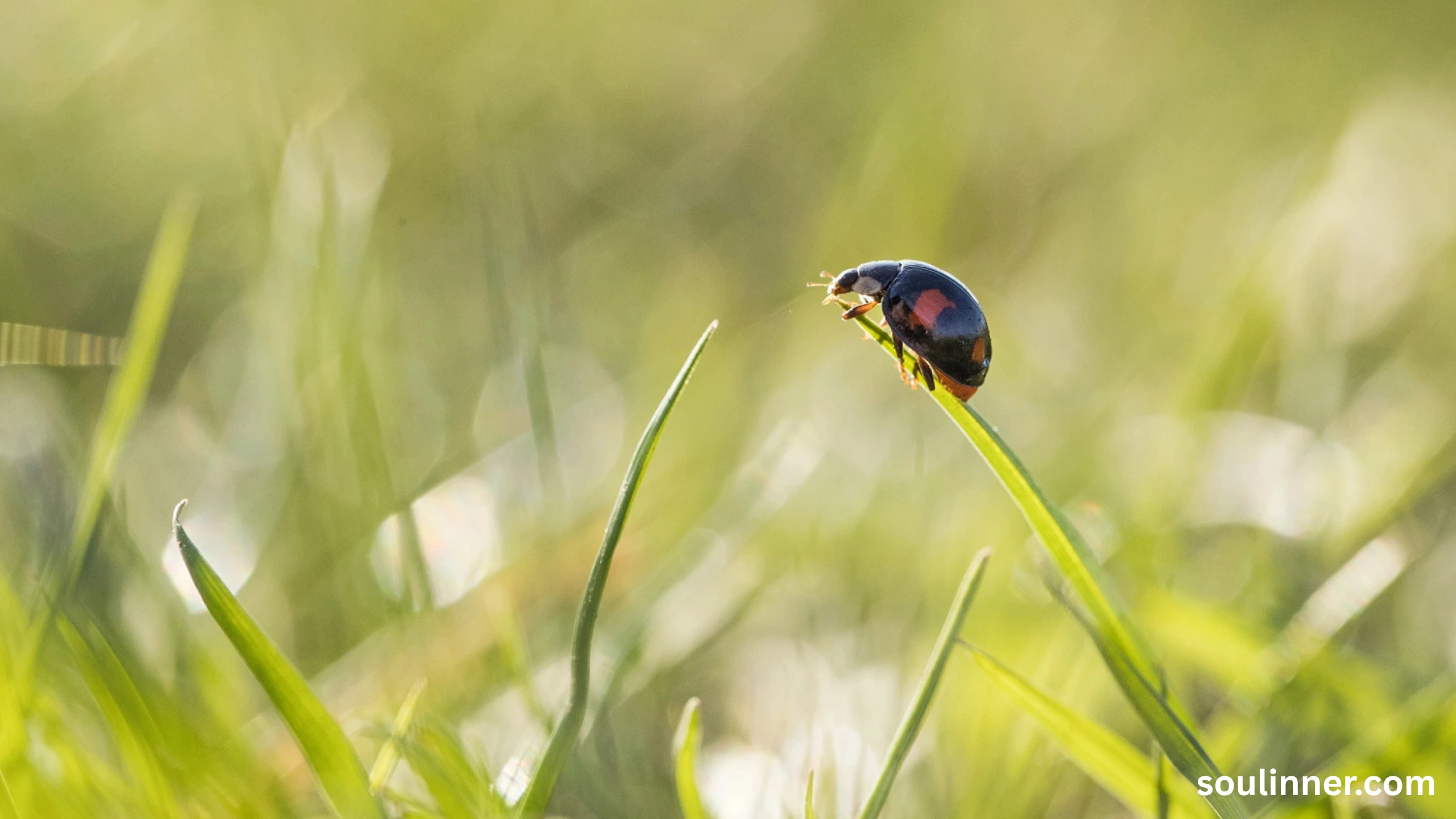Spiritual Meaning of Black Ladybug