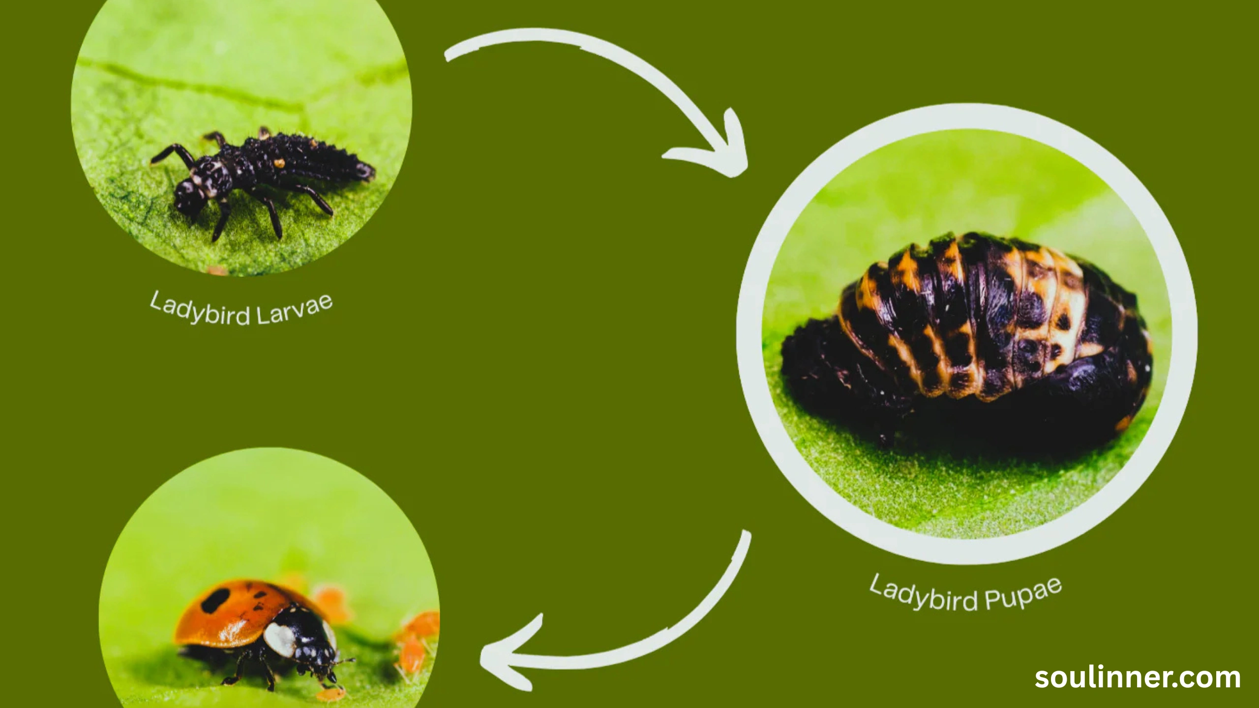Spiritual Meaning of Black Ladybug 