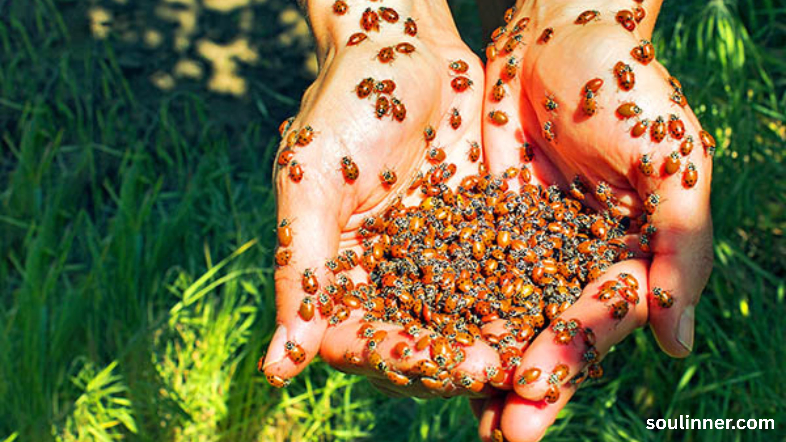 Spiritual Meaning of Black Ladybug