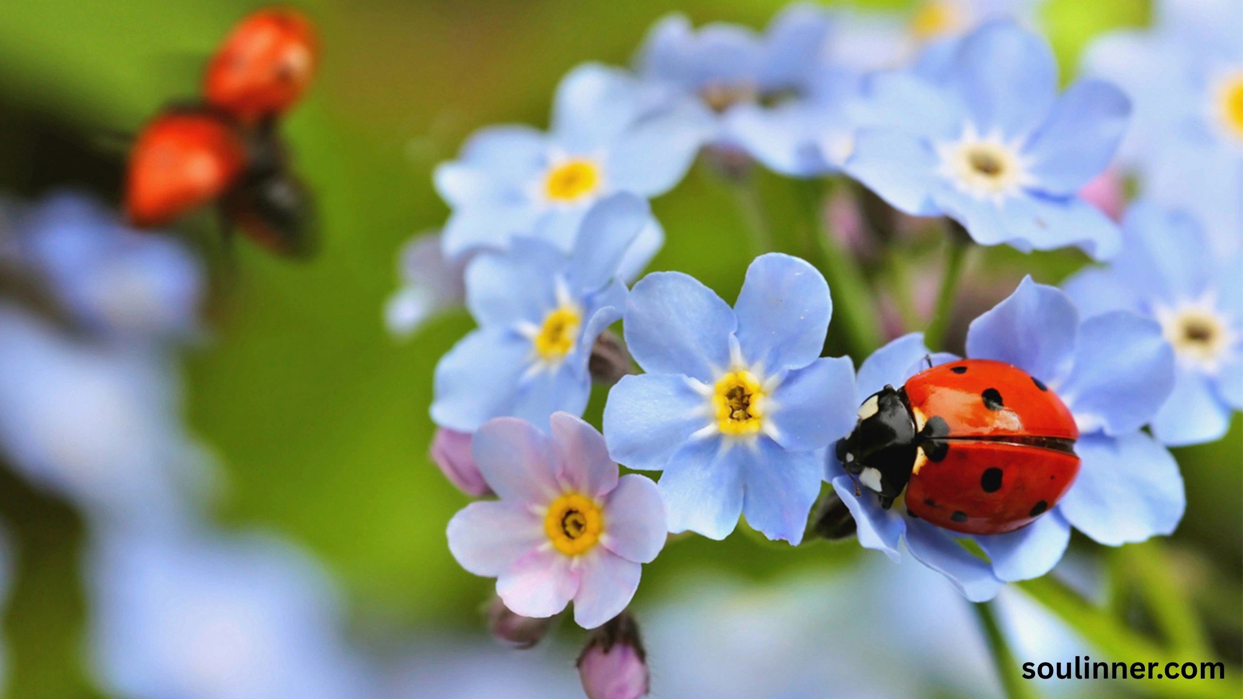 Spiritual Meaning of Black Ladybug 