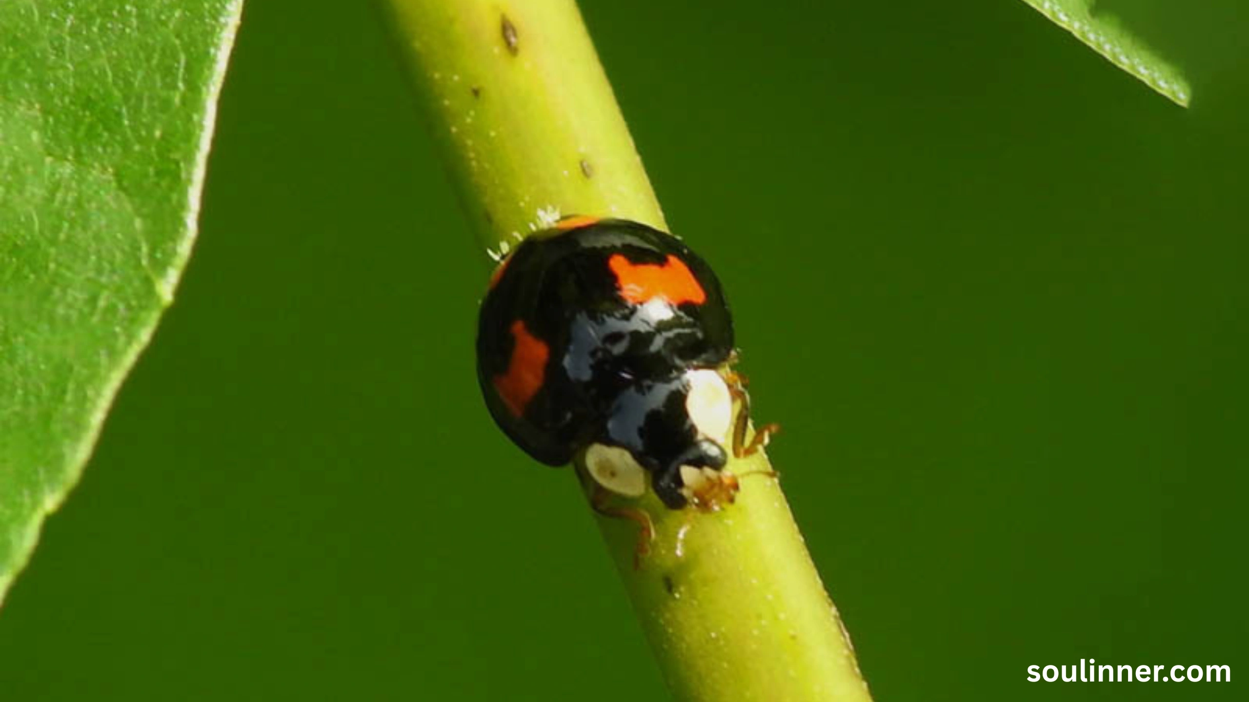 Spiritual Meaning of Black Ladybug