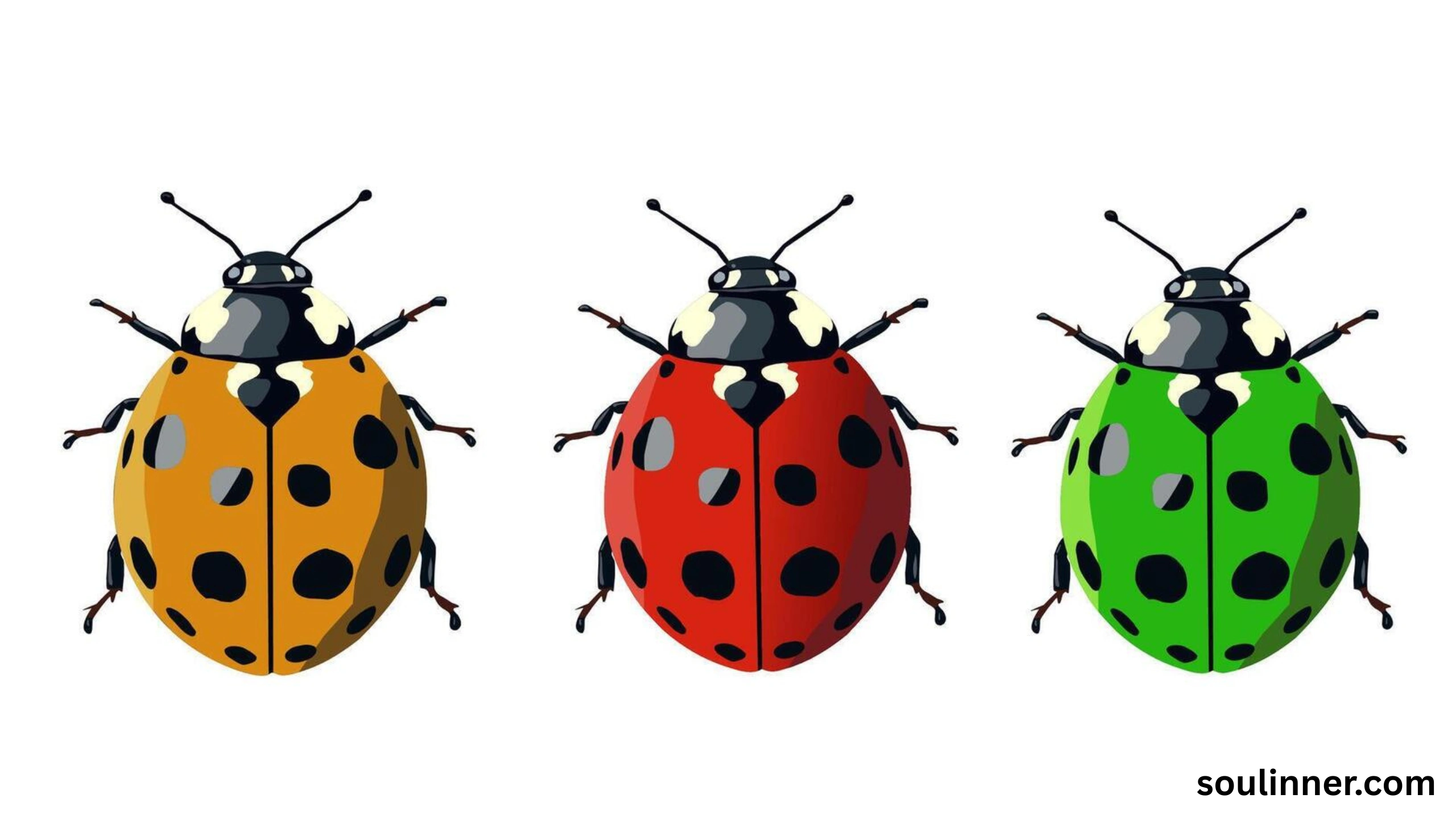 Spiritual Meaning of Black Ladybug 