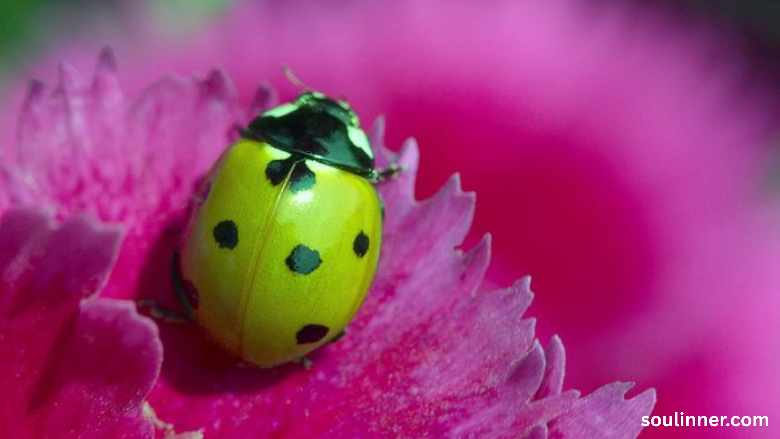 Spiritual Meaning of Black Ladybug