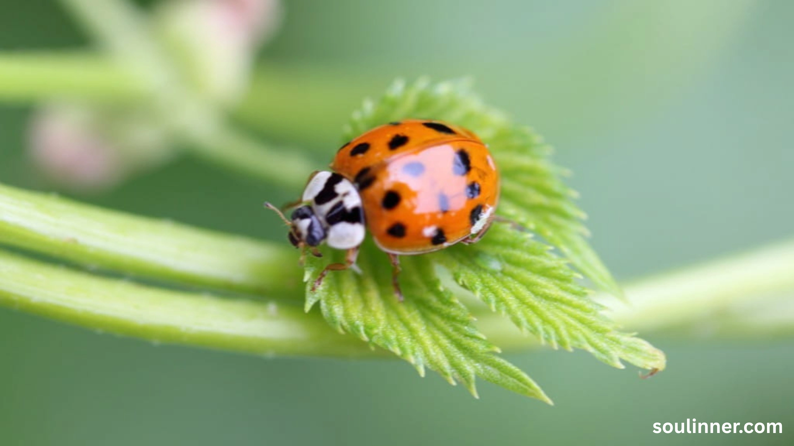 Spiritual Meaning of Black Ladybug 