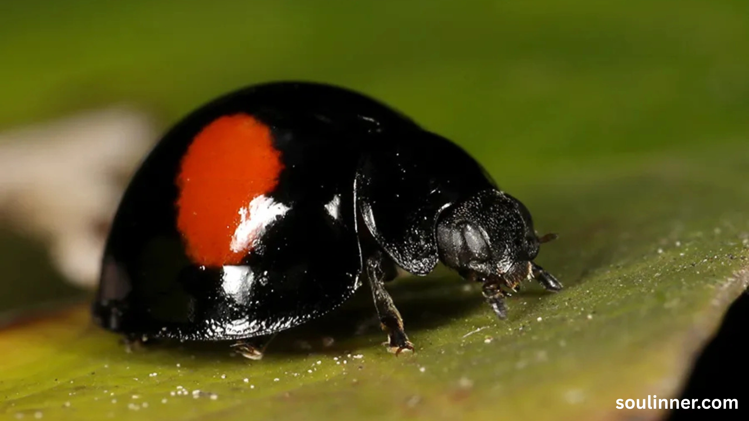 Spiritual Meaning of Black Ladybug