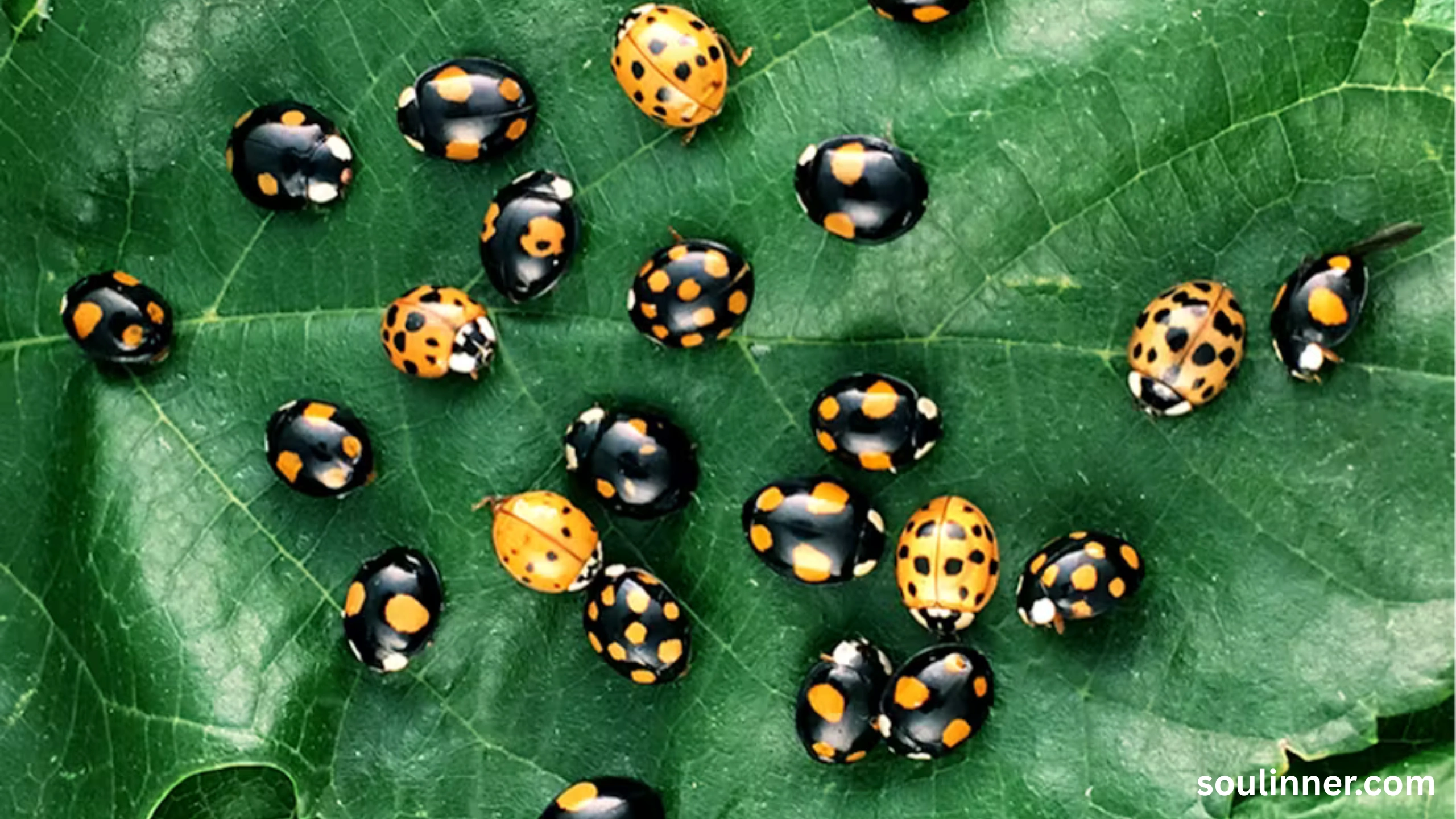 Spiritual Meaning of Black Ladybug 