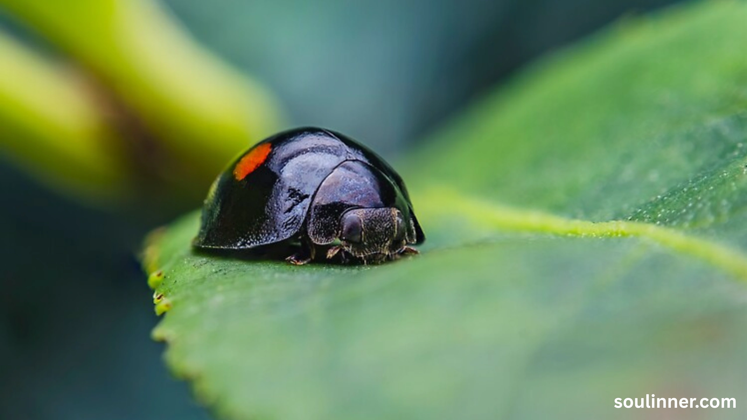Spiritual Meaning of Black Ladybug