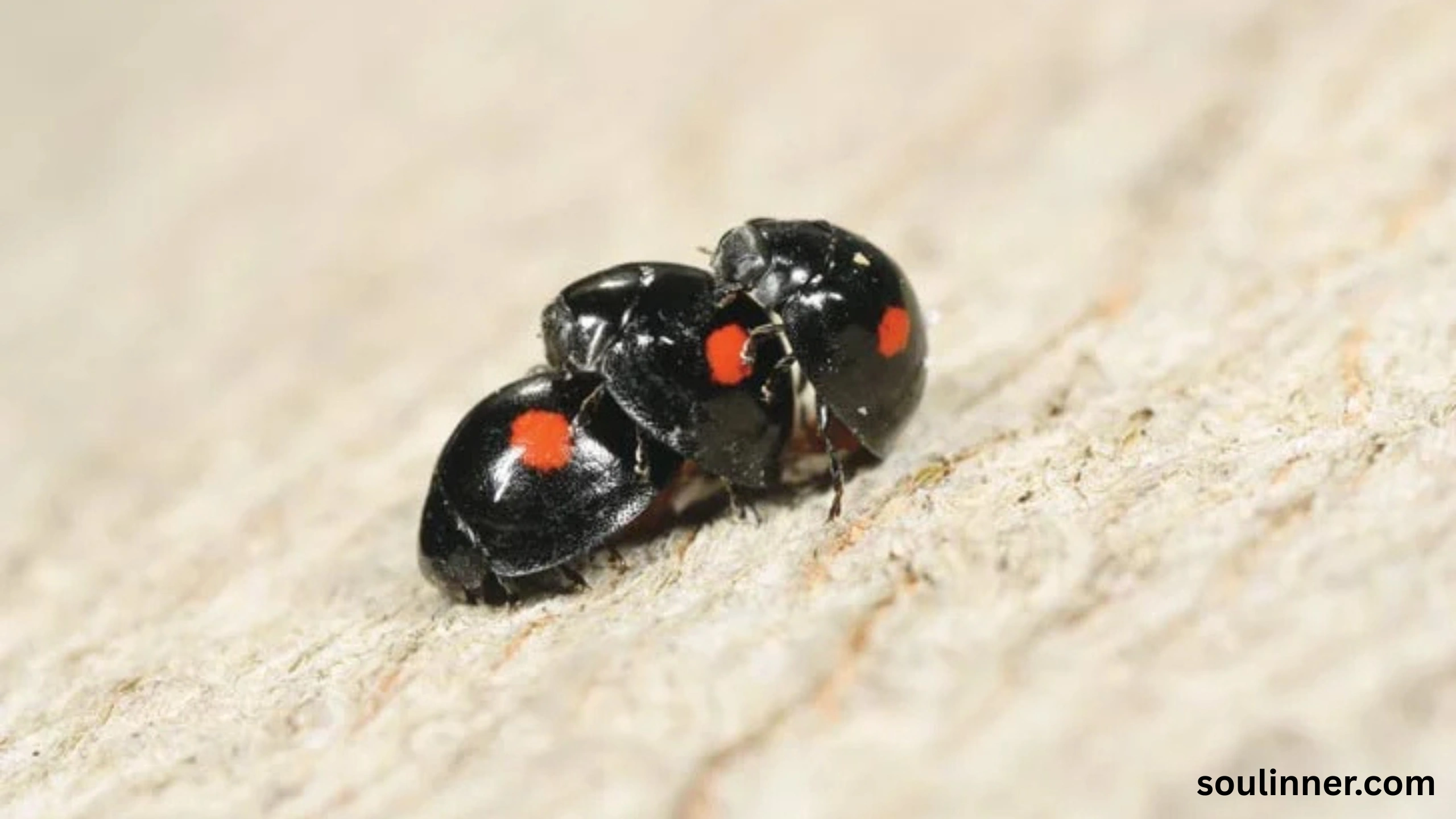 Spiritual Meaning of Black Ladybug