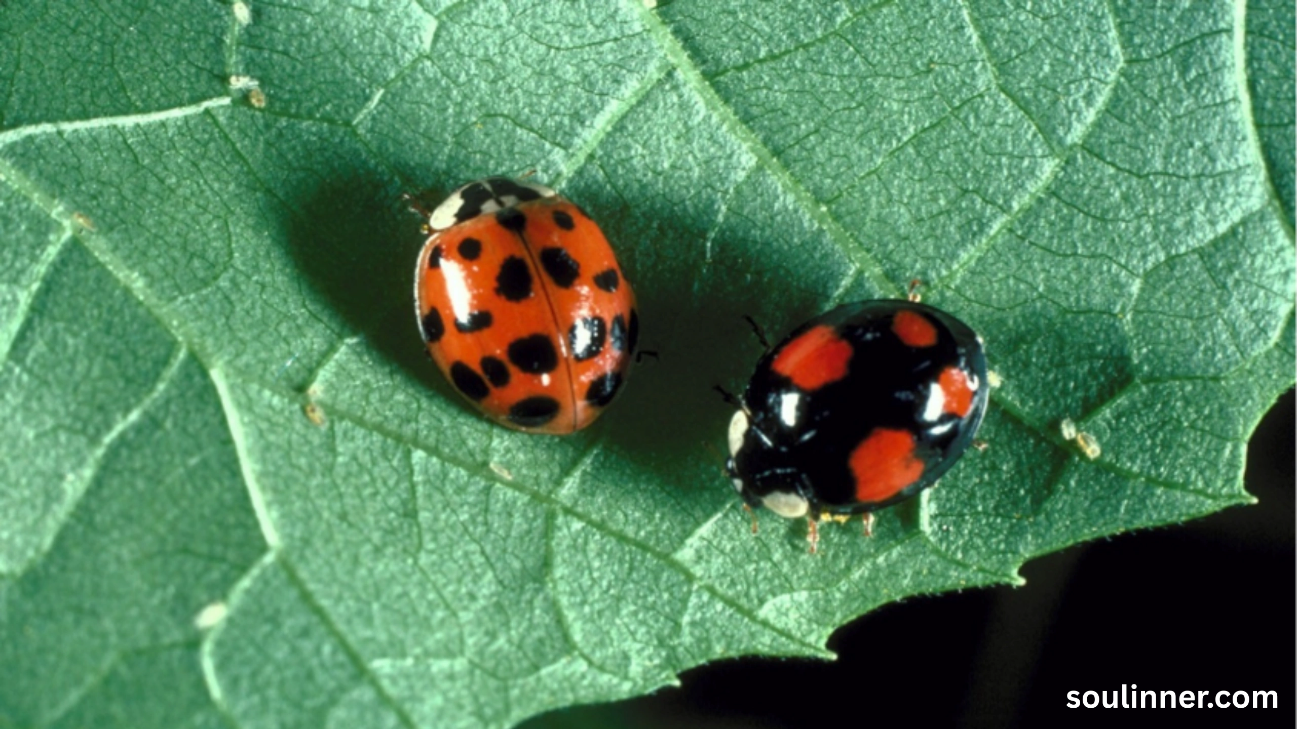 Spiritual Meaning of Black Ladybug
