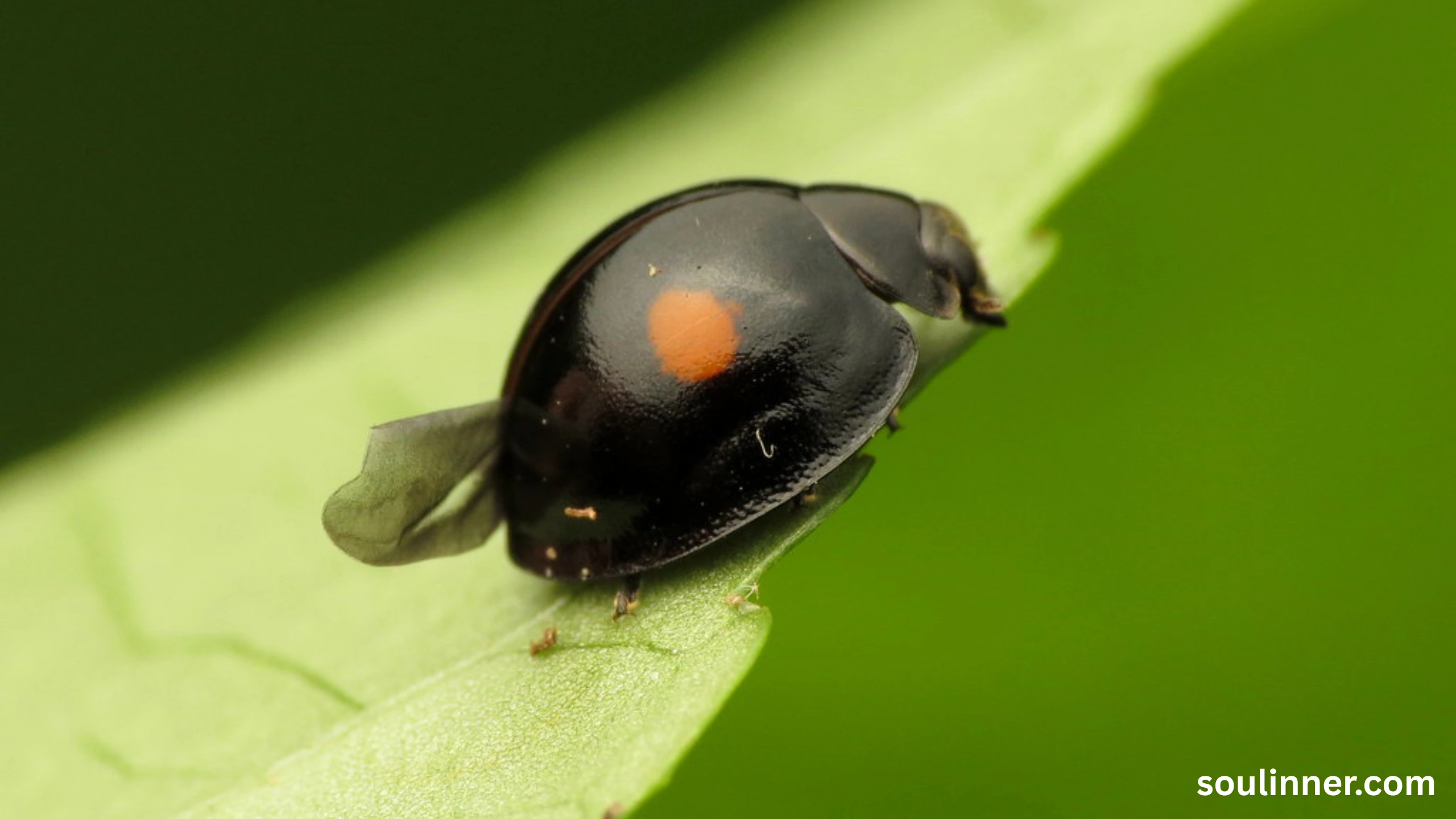Spiritual Meaning of Black Ladybug 