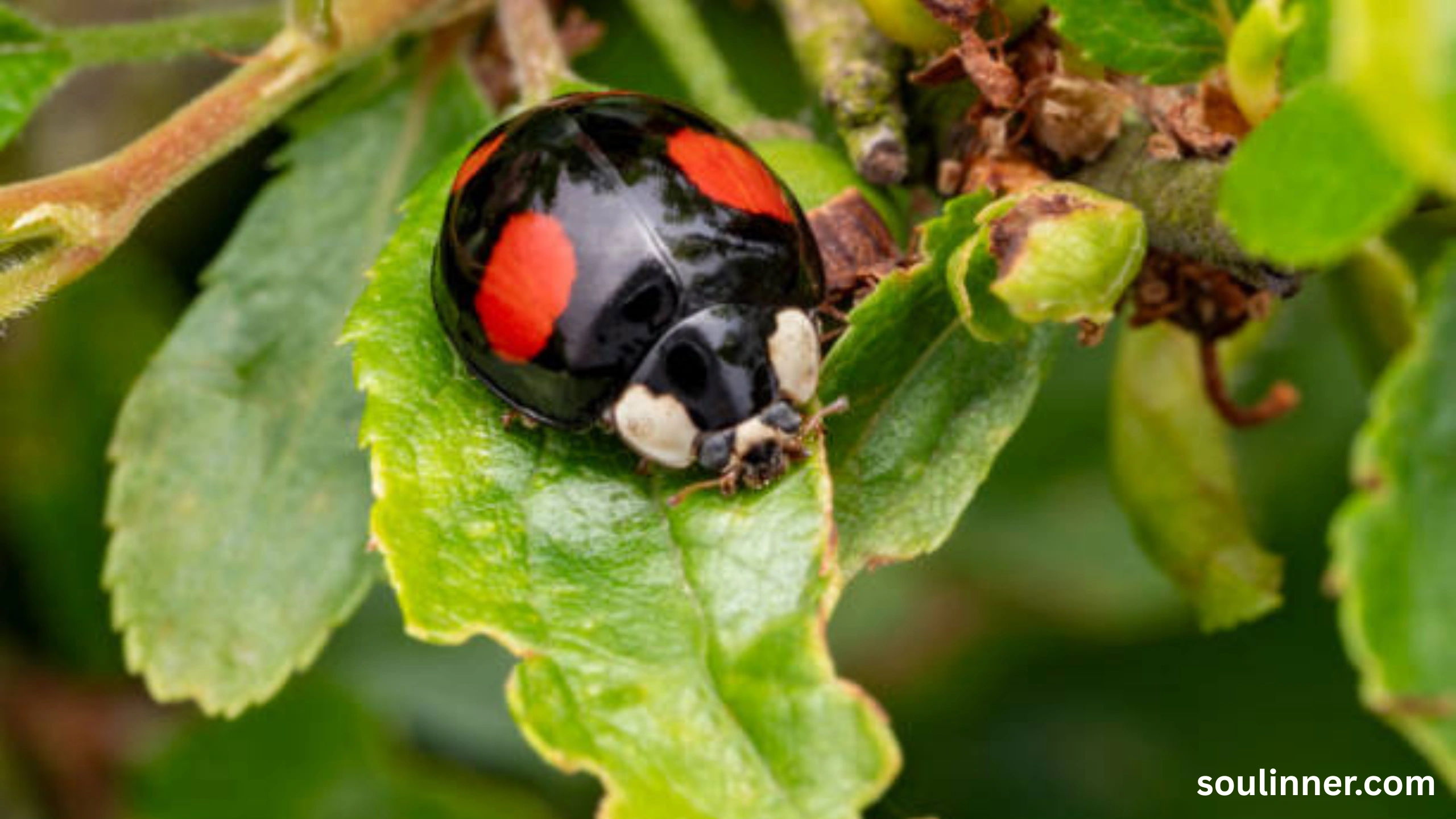 Spiritual Meaning of Black Ladybug 