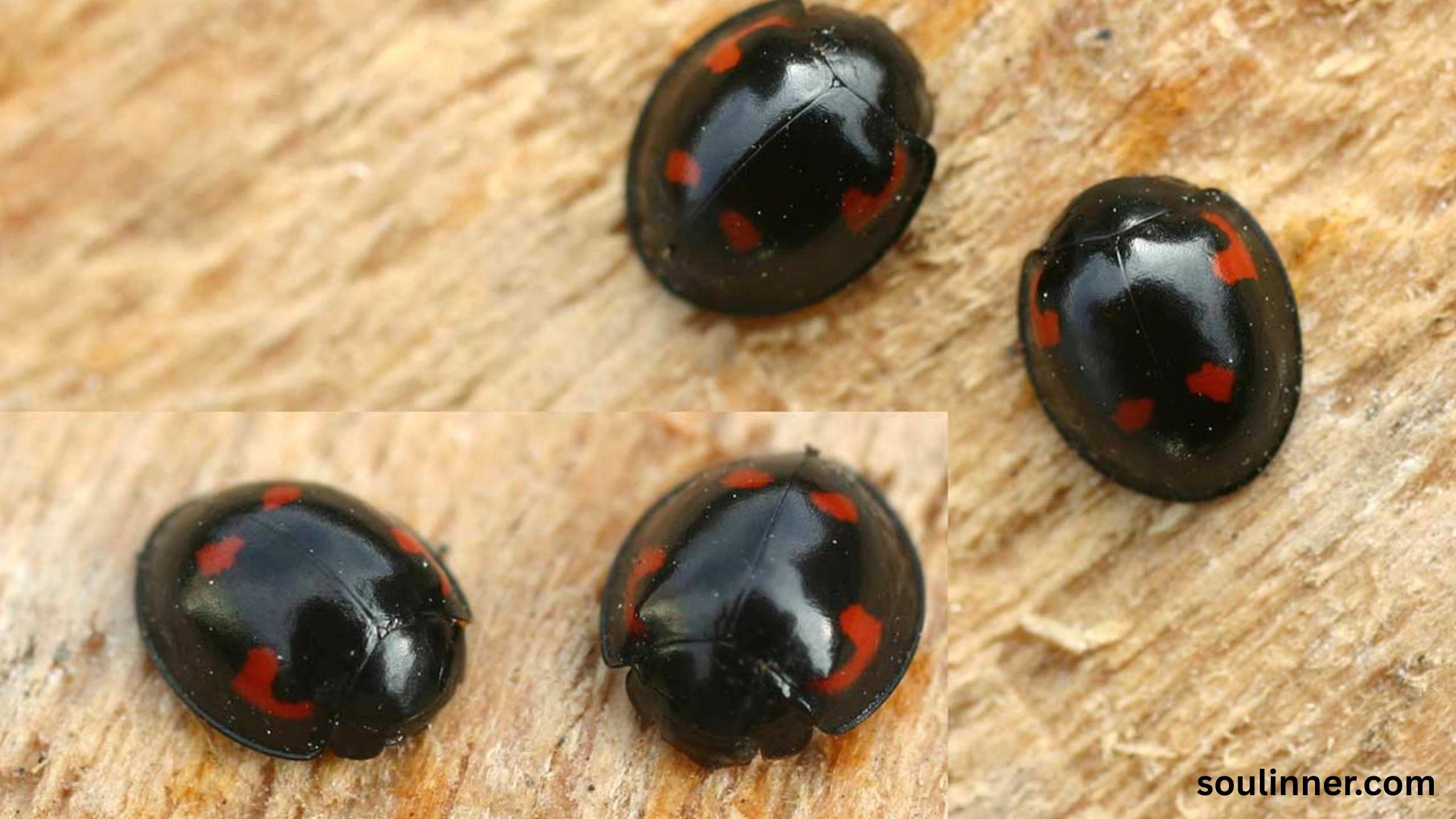 Spiritual Meaning of Black Ladybug 