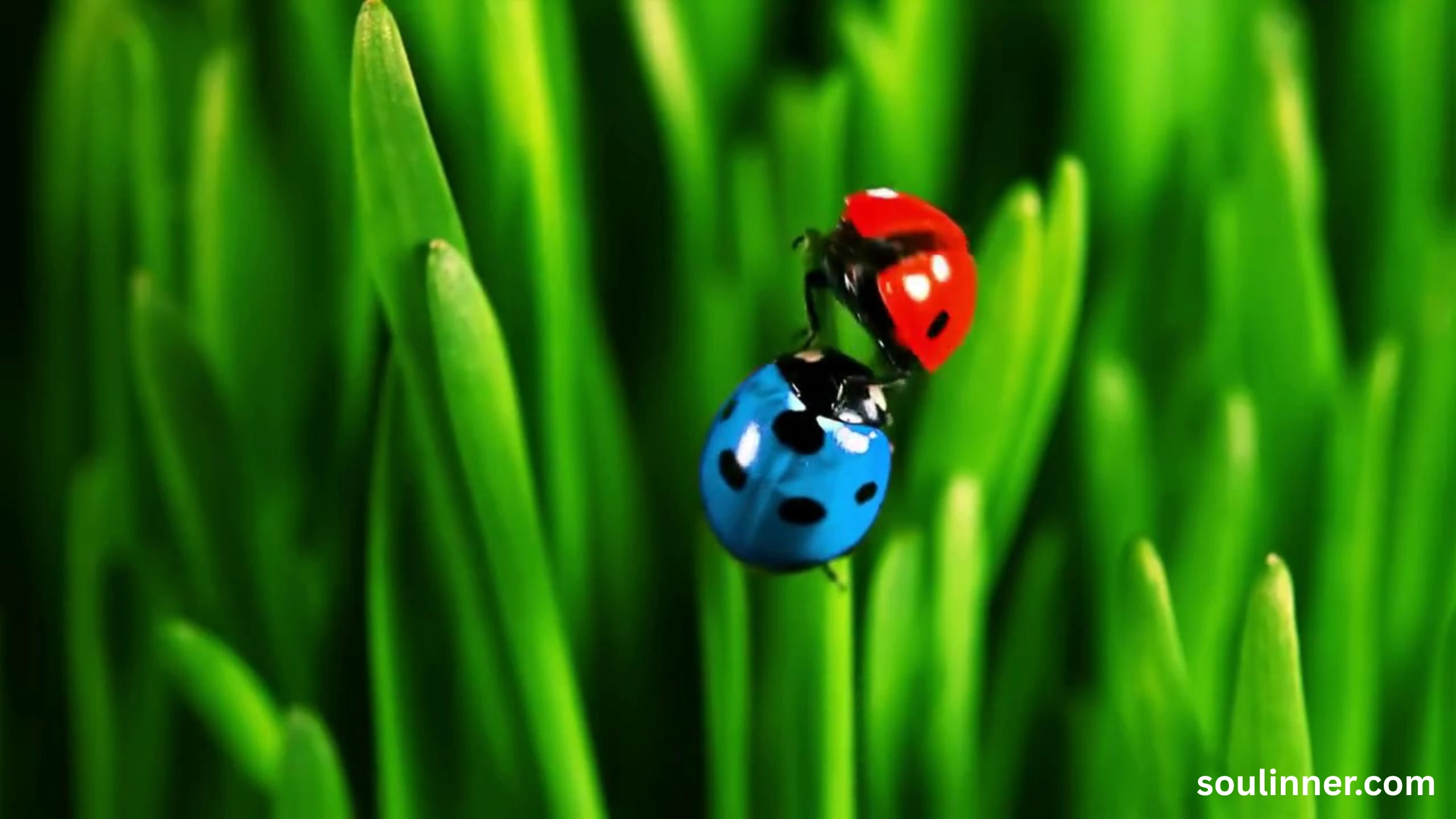 Spiritual Meaning of Black Ladybug