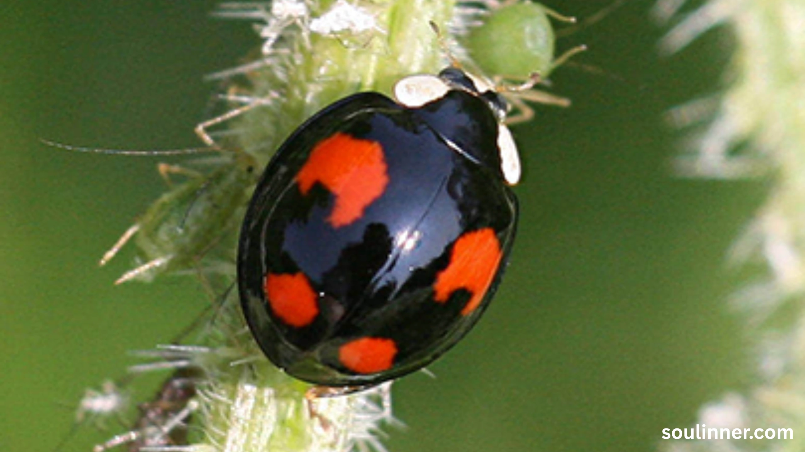 Spiritual Meaning of Black Ladybug