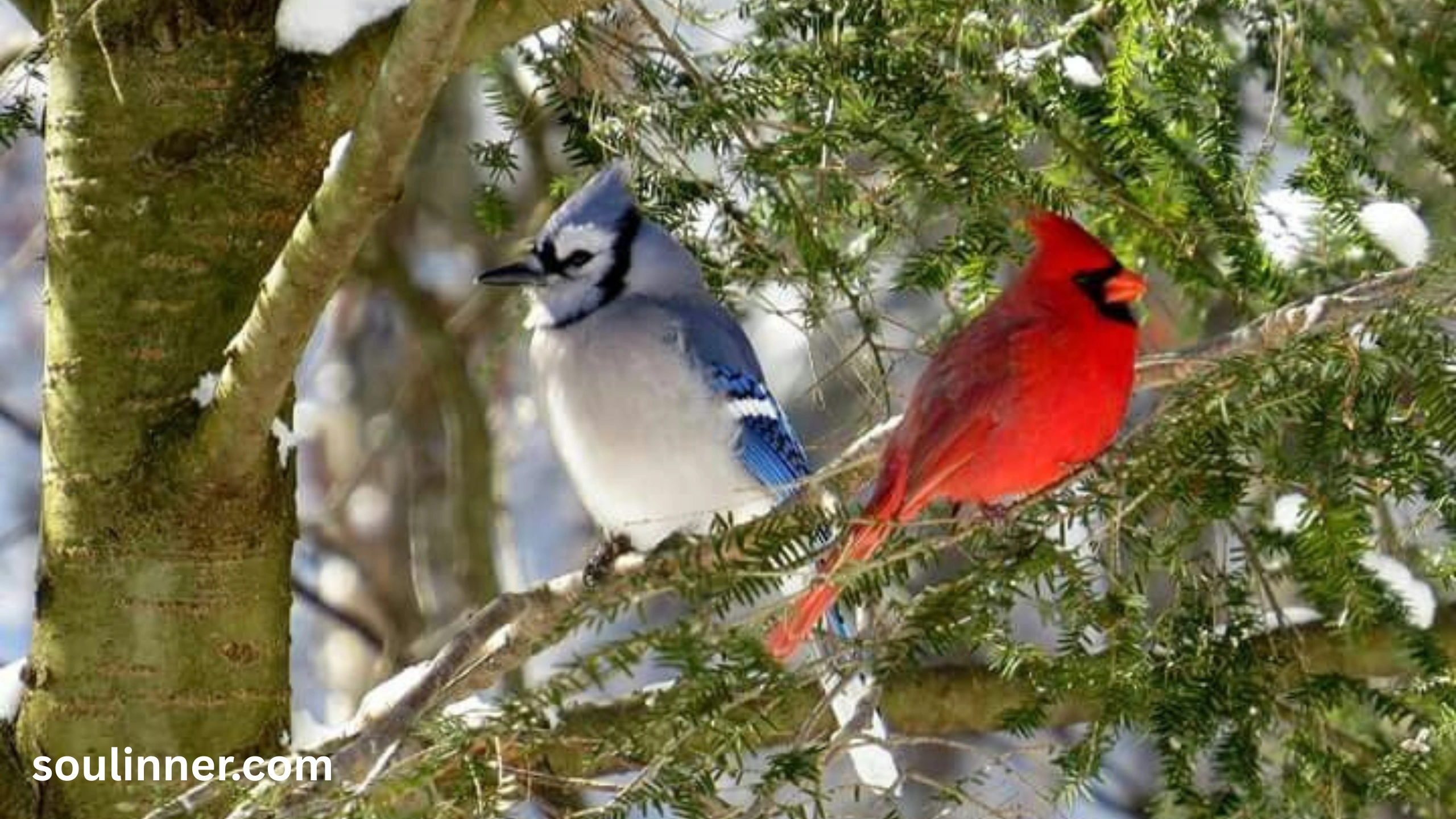 Spiritual Meaning of Seeing a Blue Jay and Cardinal Together