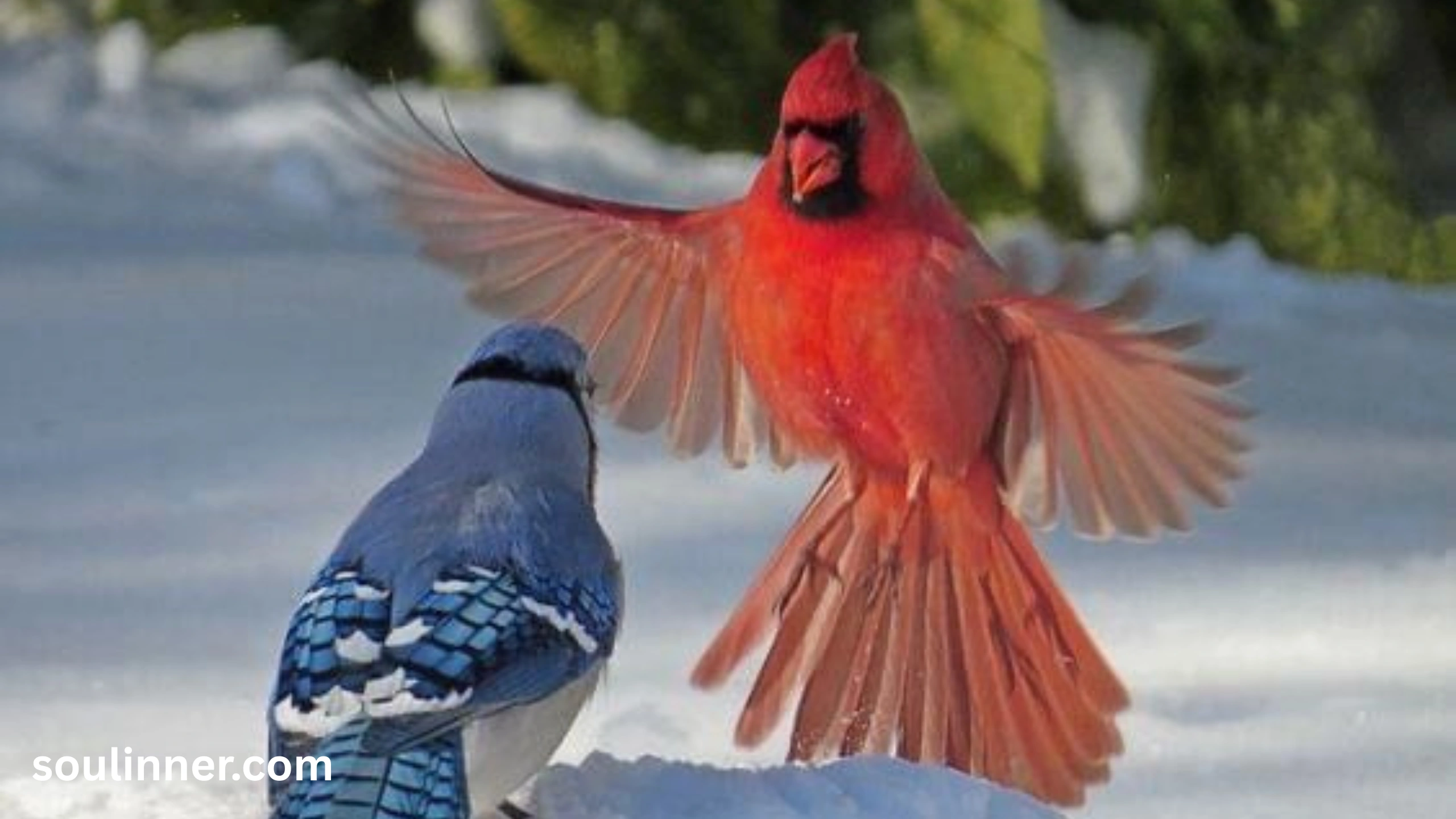 Spiritual Meaning of Seeing a Blue Jay and Cardinal Together