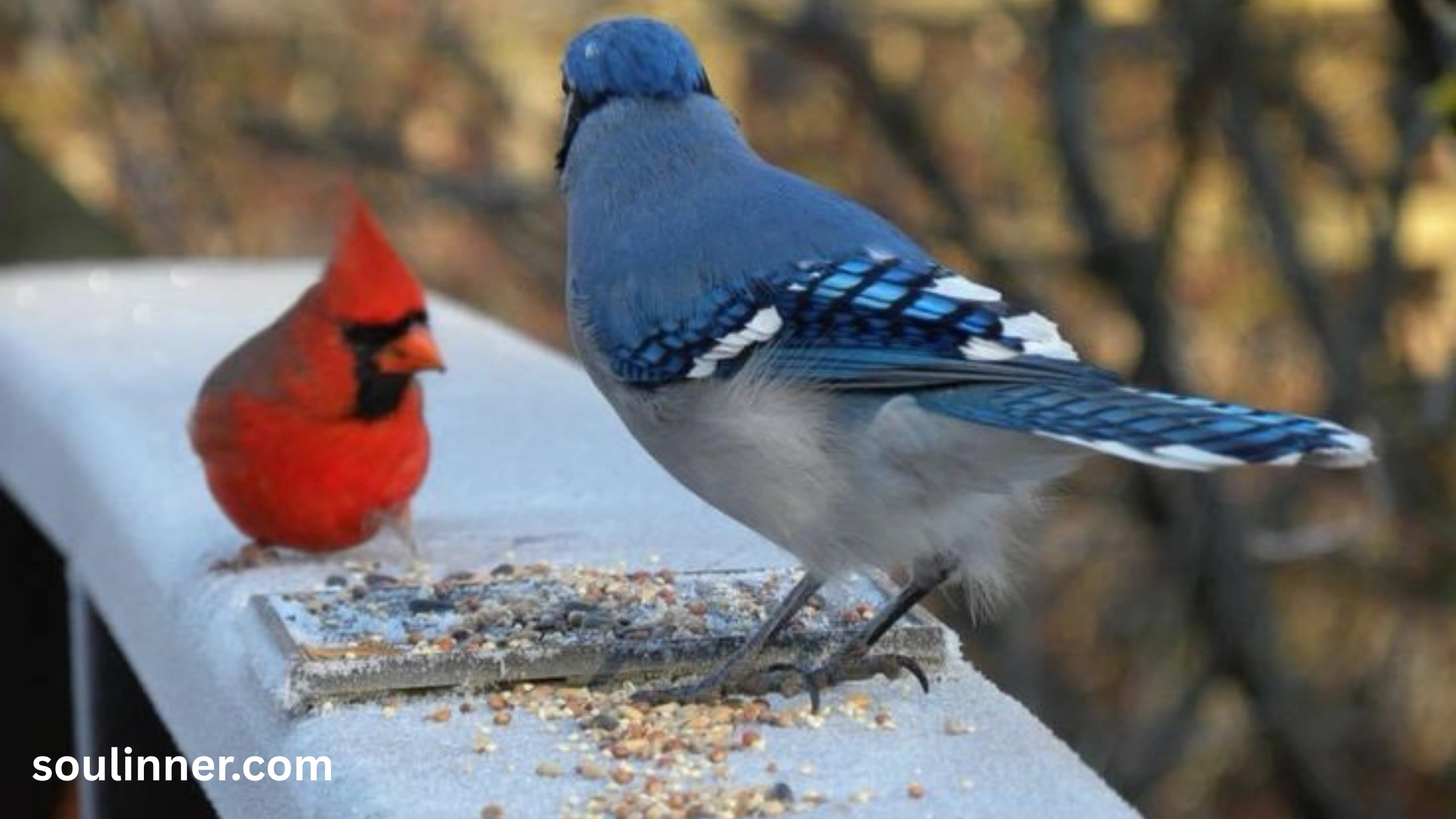 Spiritual Meaning of Seeing a Blue Jay and Cardinal Together