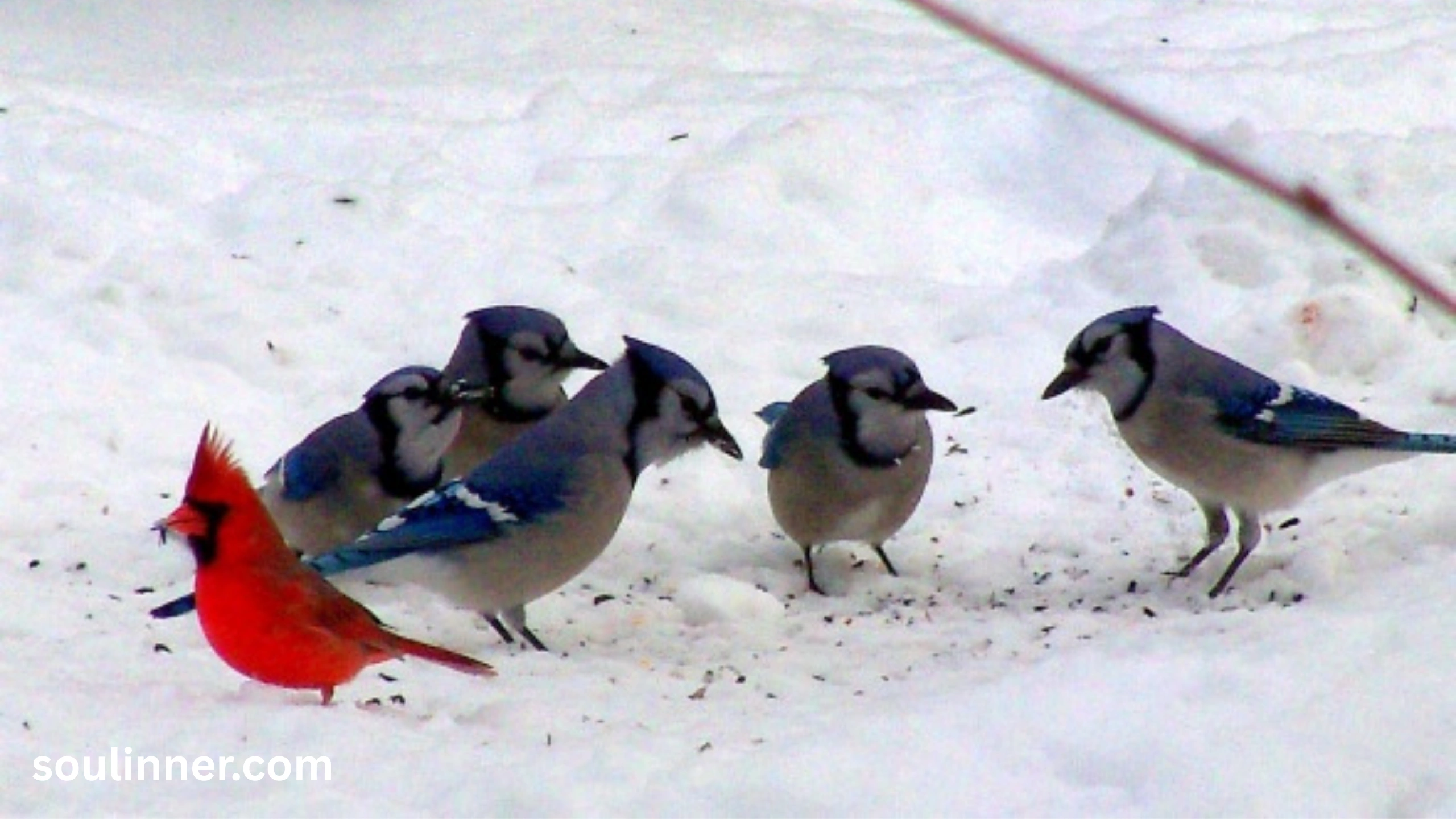 Spiritual Meaning of Seeing a Blue Jay and Cardinal Together