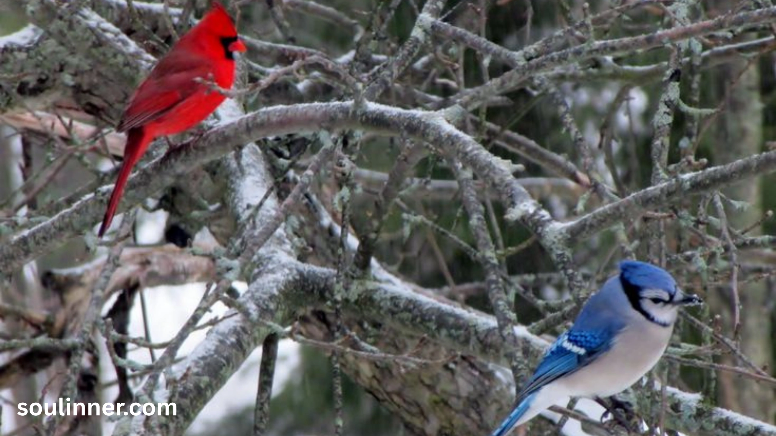 Spiritual Meaning of Seeing a Blue Jay and Cardinal Together