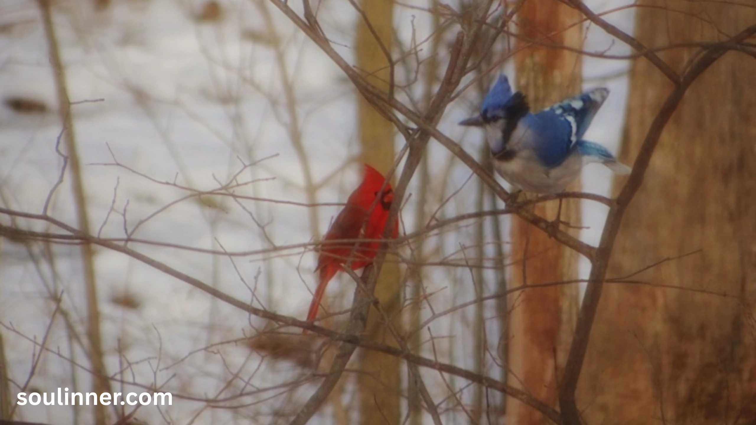 Spiritual Meaning of Seeing a Blue Jay and Cardinal Together