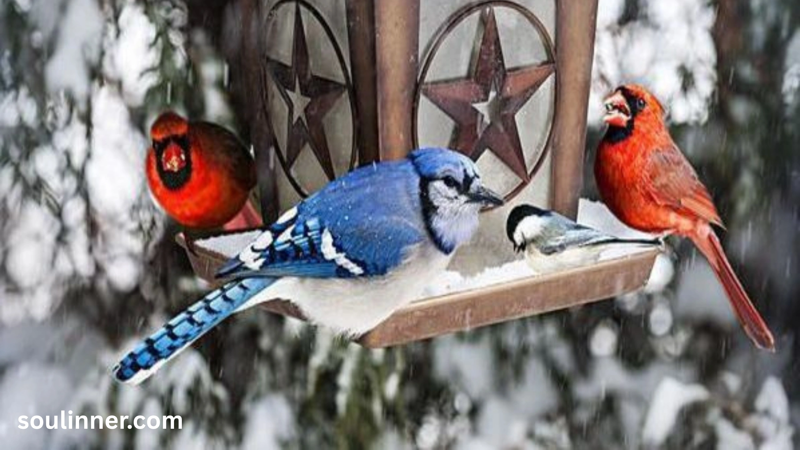 Spiritual Meaning of Seeing a Blue Jay and Cardinal Together
